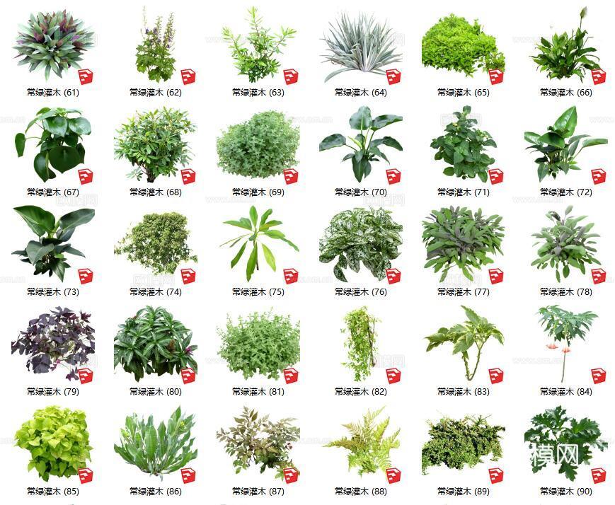 现代花草灌木su模型下载