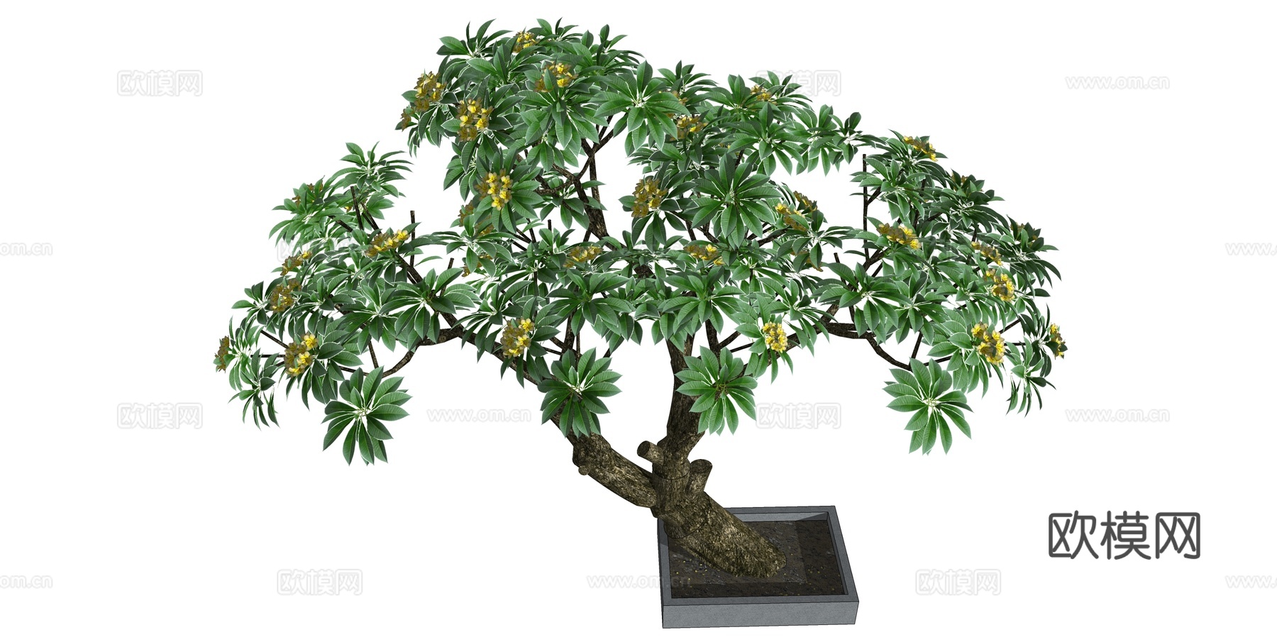 现代桂花树景观树su模型下载
