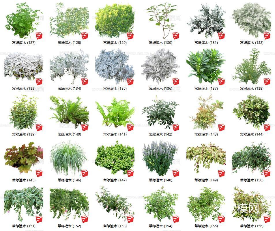 现代花草灌木su模型下载