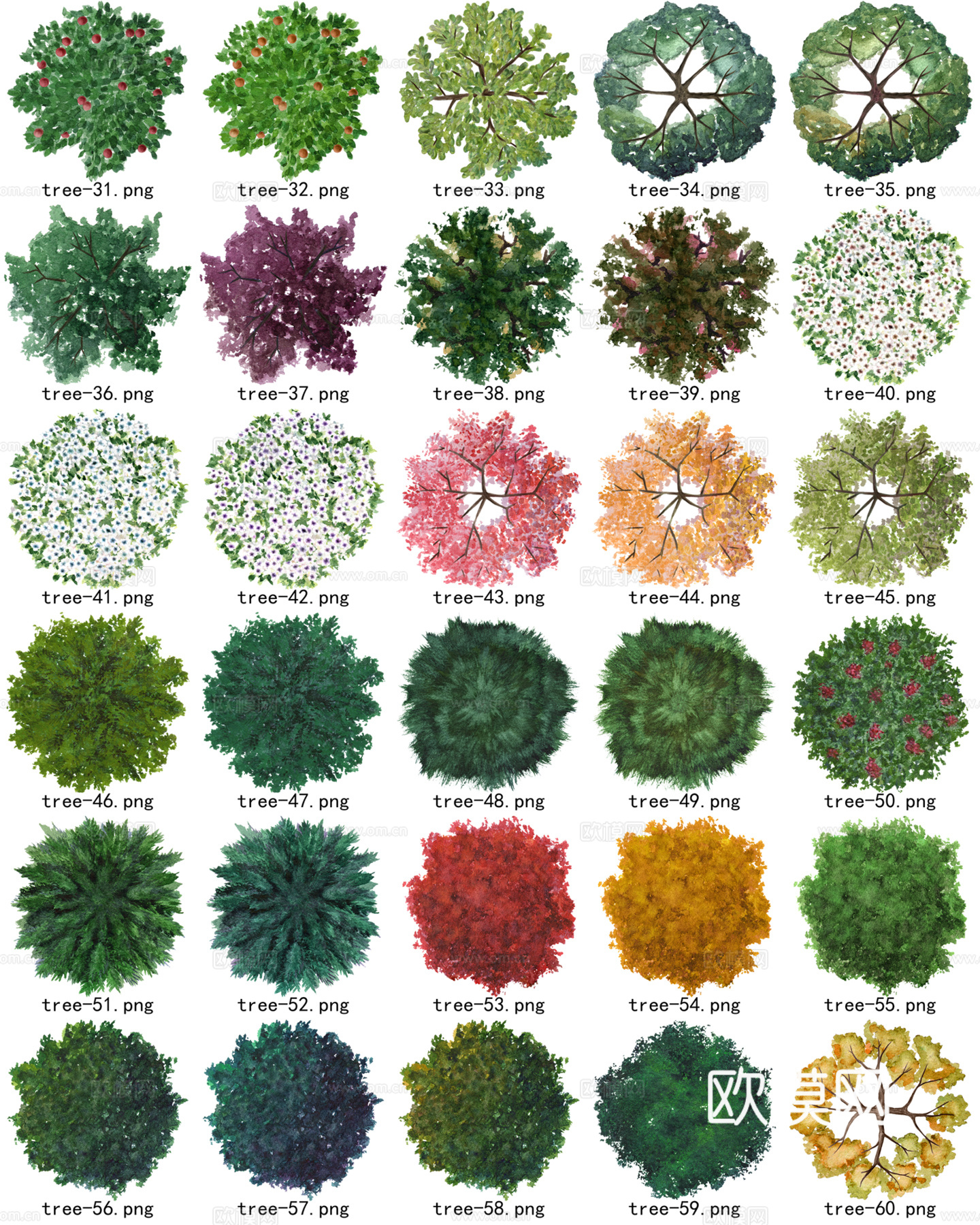 彩平植物免抠图