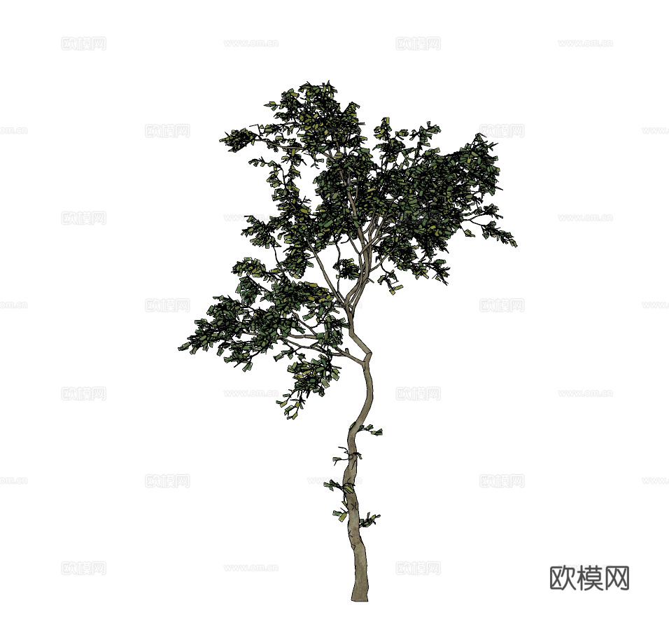 现代行道树景观树su模型下载