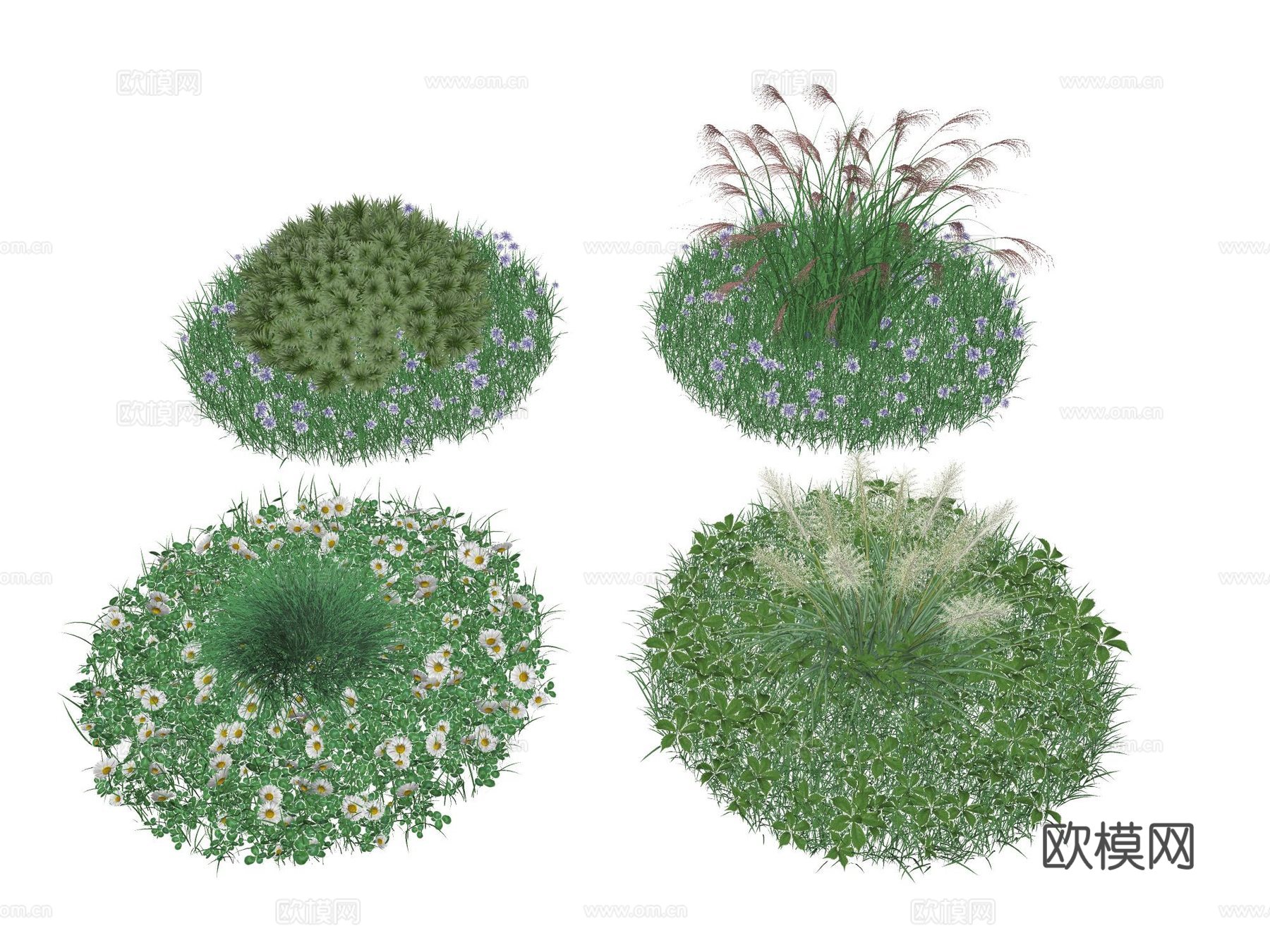 草坪 草皮 花草 地被 花卉 景观植物 鼠尾草 狼尾草su模型下载