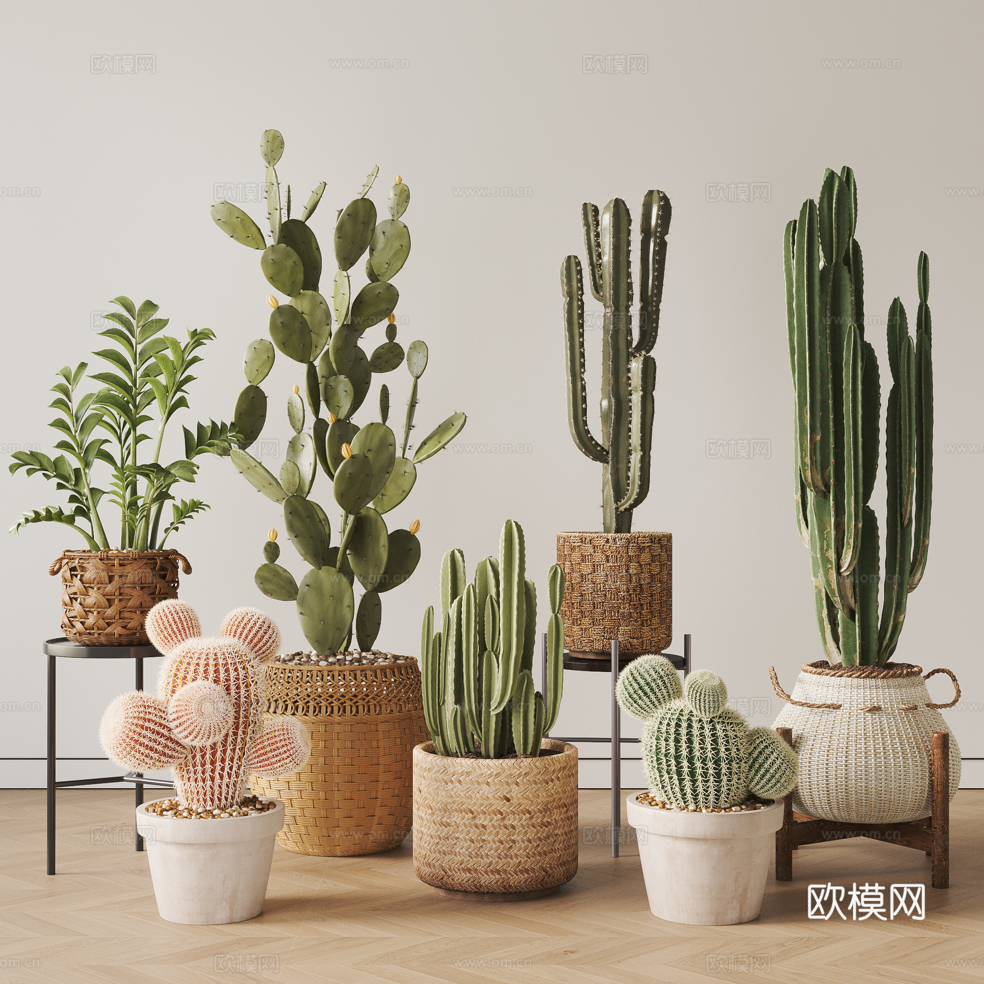 现代仙人掌植物盆栽 盆栽 植物 仙人掌3d模型