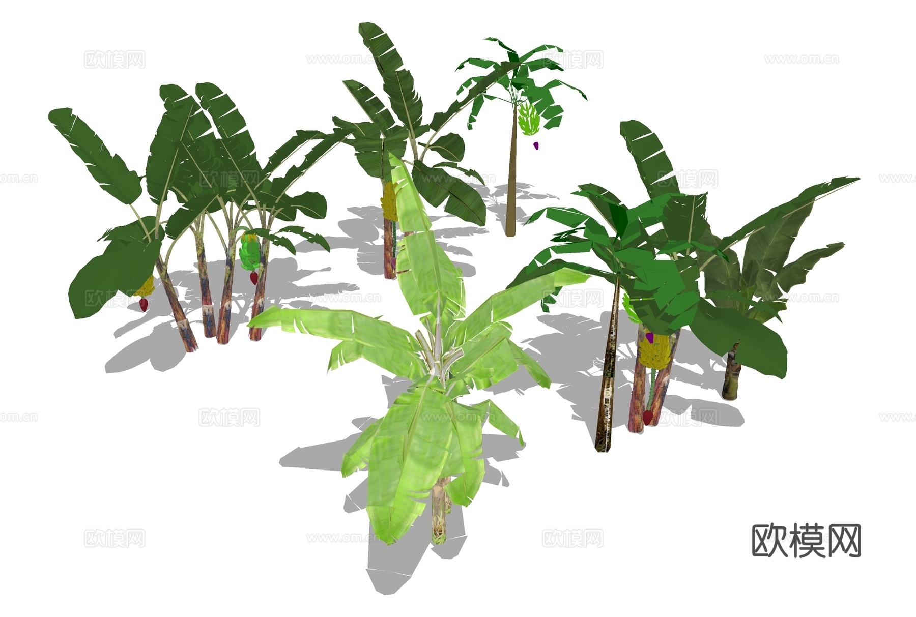 芭蕉树 香蕉树su模型下载