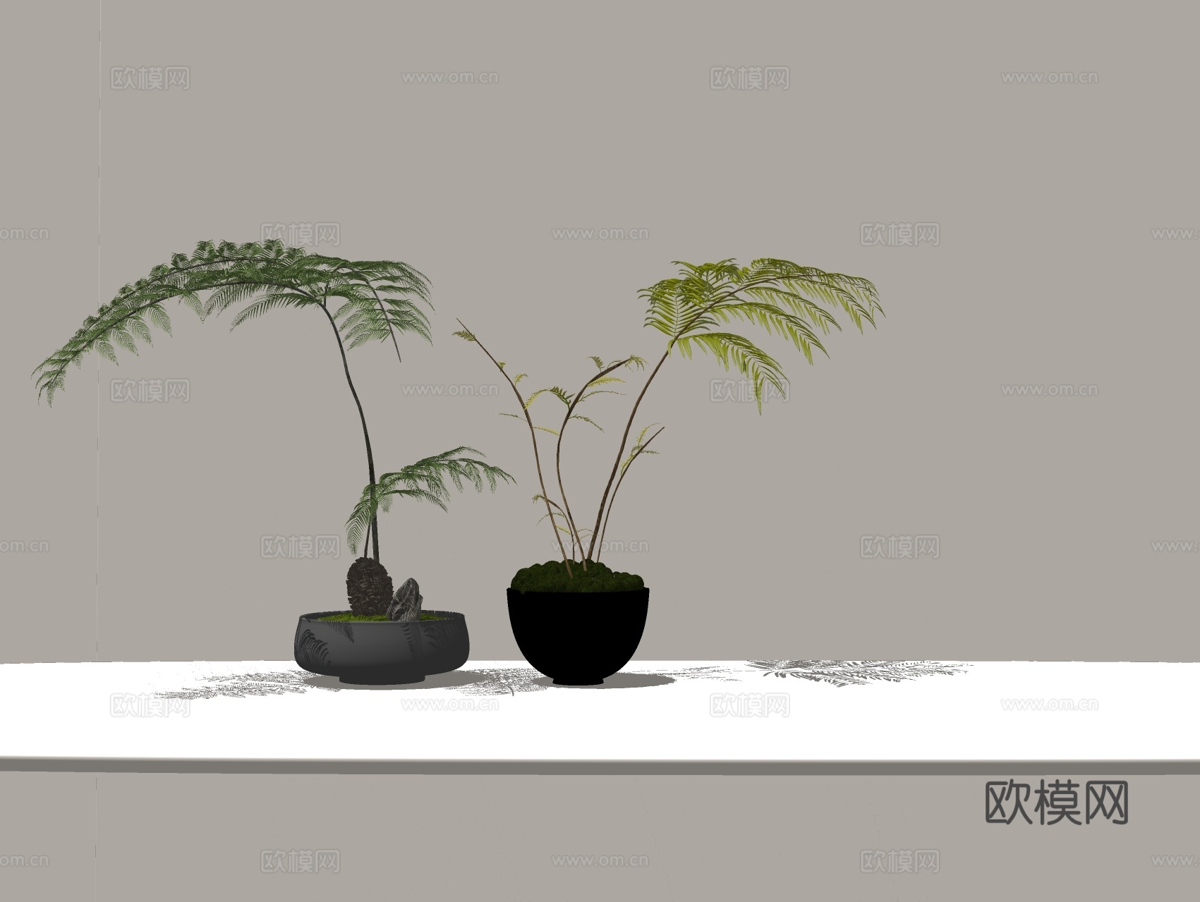 蕨类植物 盆栽摆件su模型下载