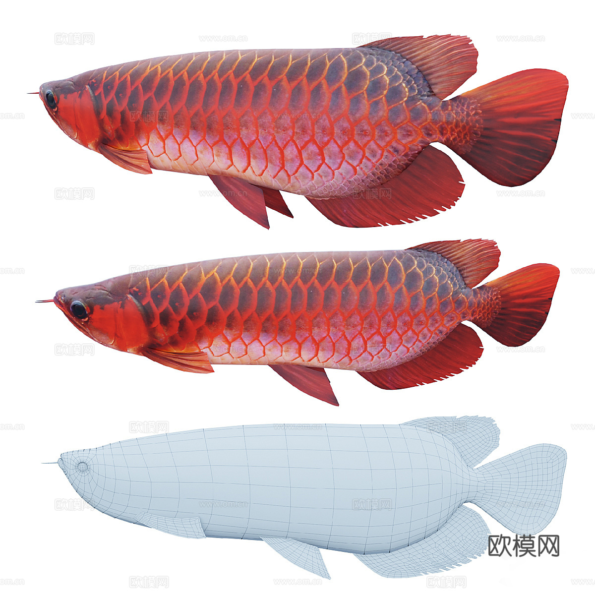 红龙鱼 亚洲龙鱼3d模型