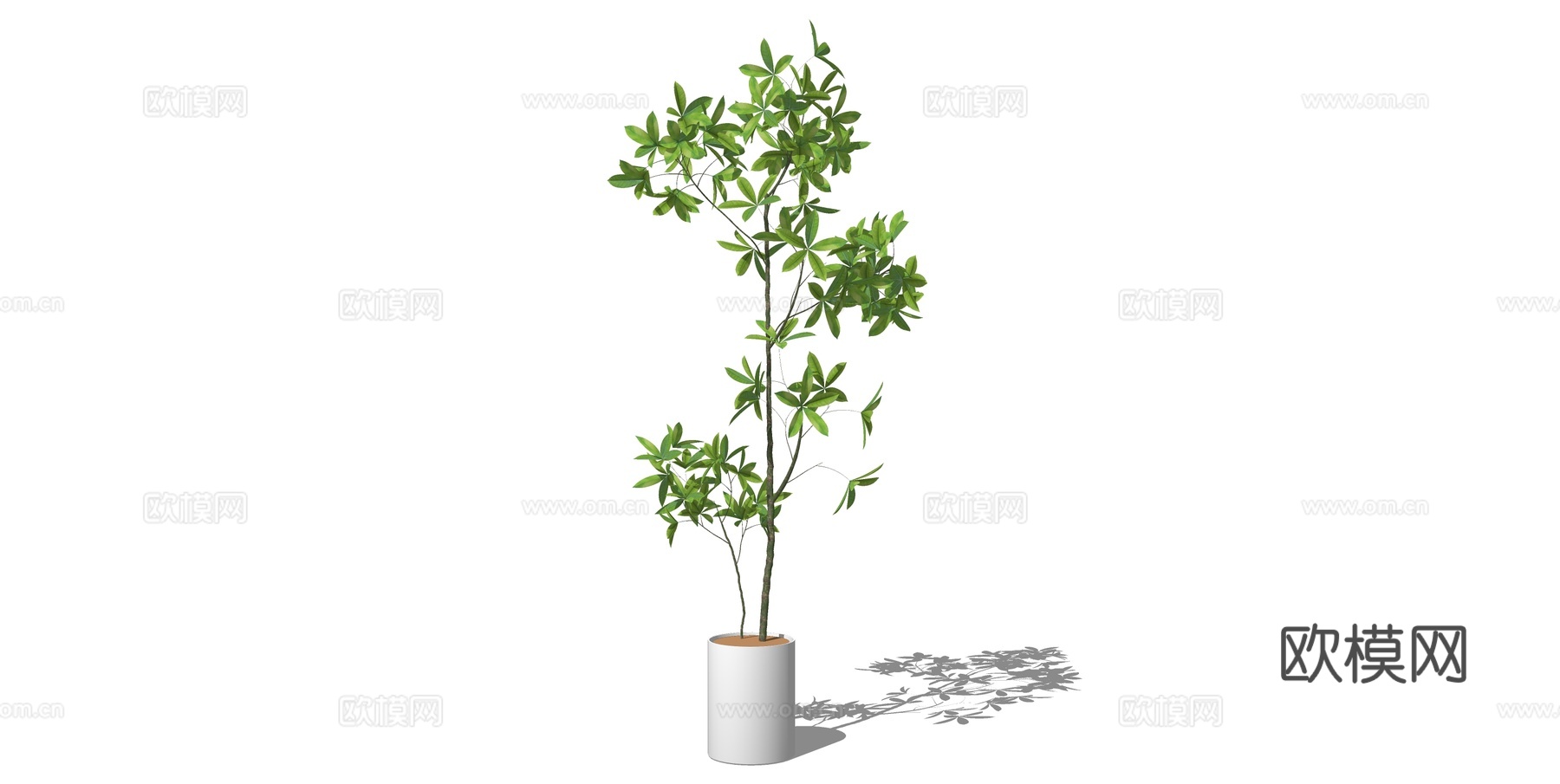 植物 盆栽 盆景 花卉su模型下载