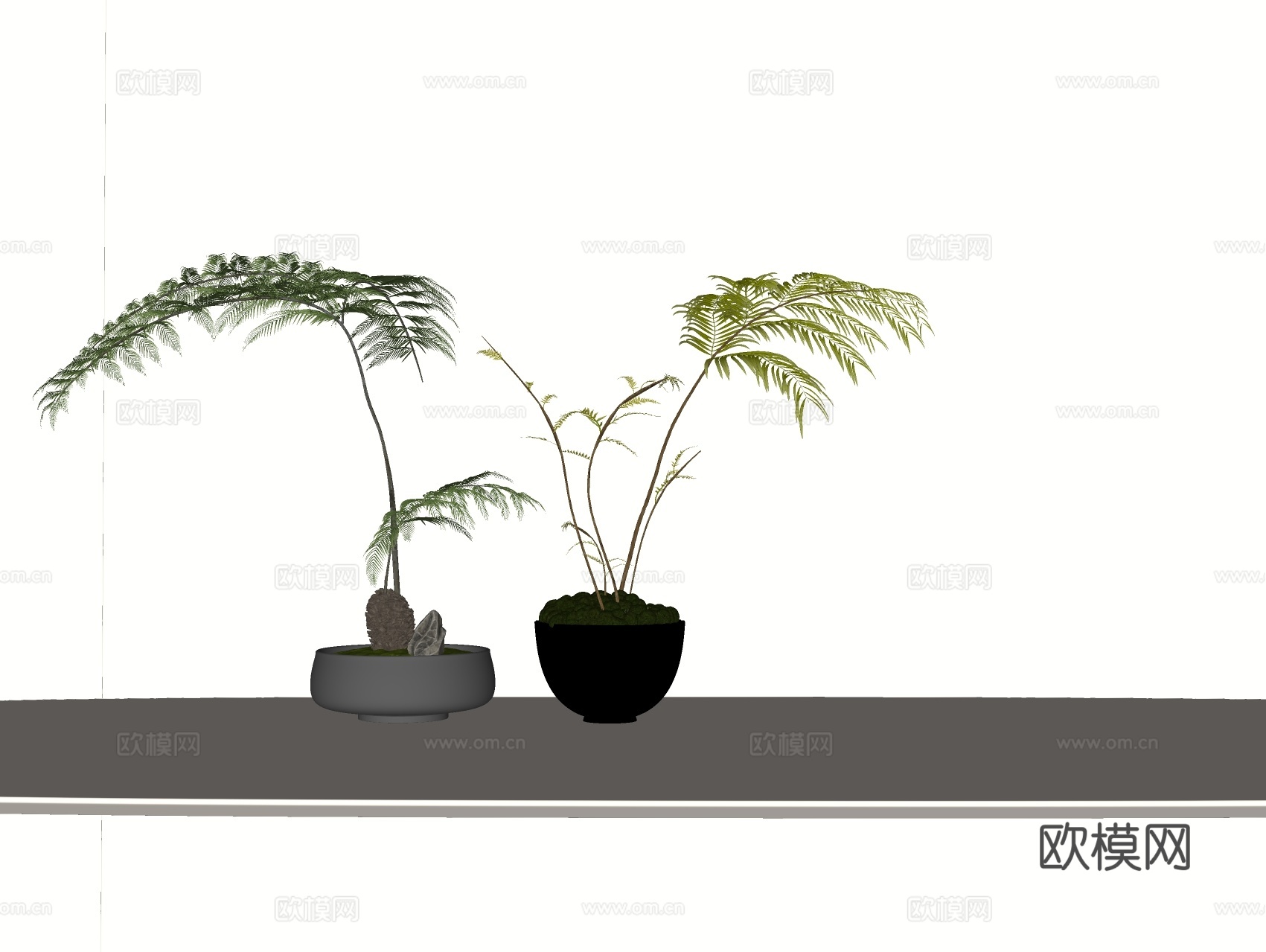 蕨类植物 盆栽摆件su模型下载