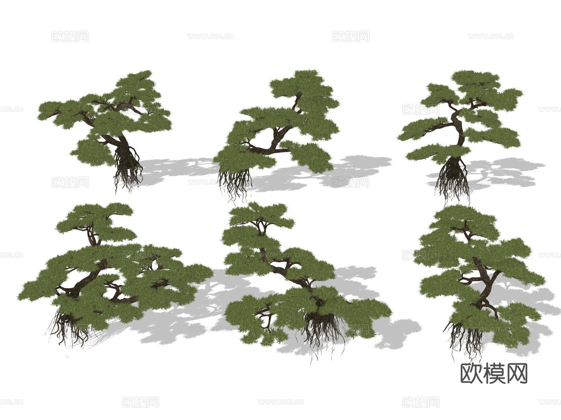 中式罗汉松 黑松 造型松 盆景 盆栽su模型下载