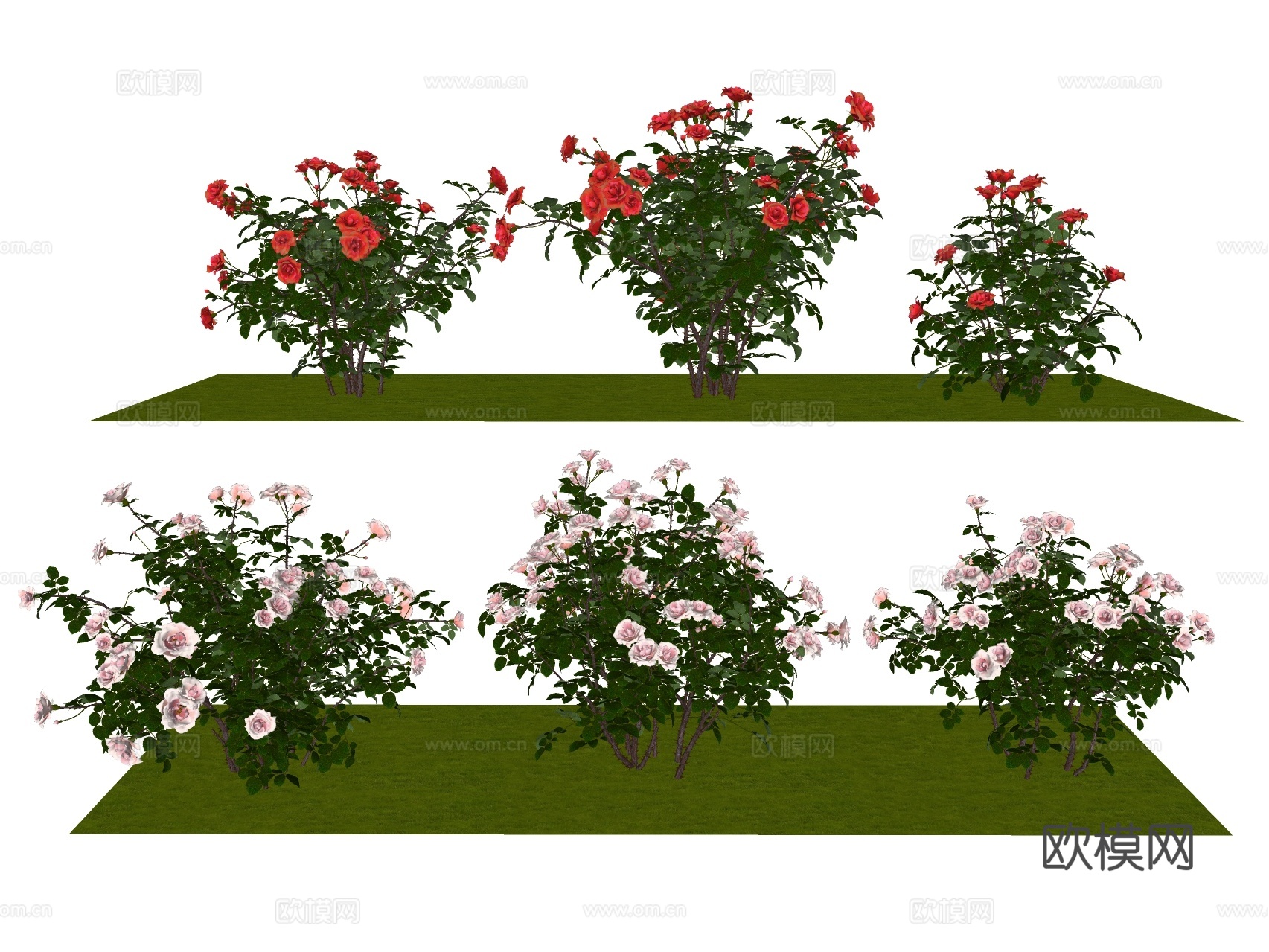 3d植物景观 月季花 玫瑰花su模型下载