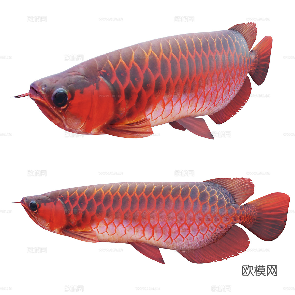 红龙鱼 亚洲龙鱼3d模型