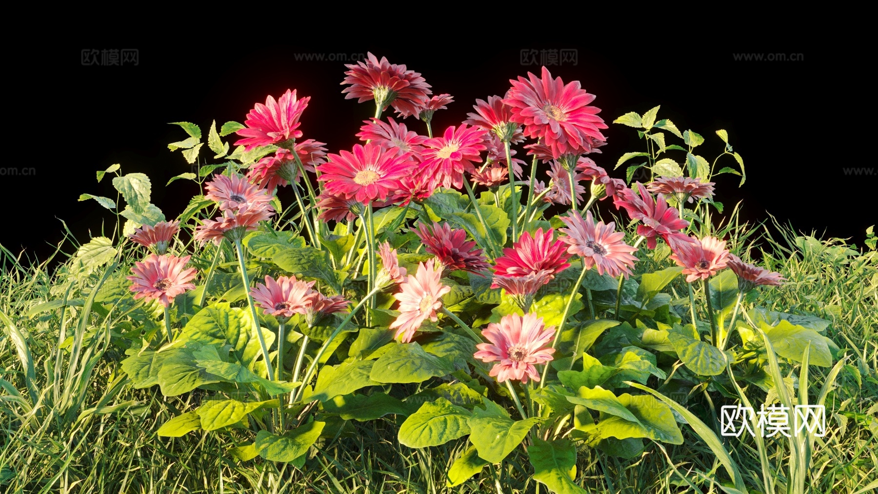 灌木 花 花草3d模型