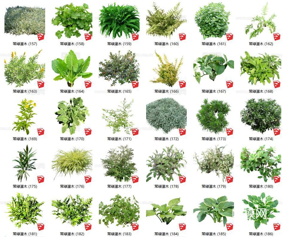现代花草灌木su模型下载