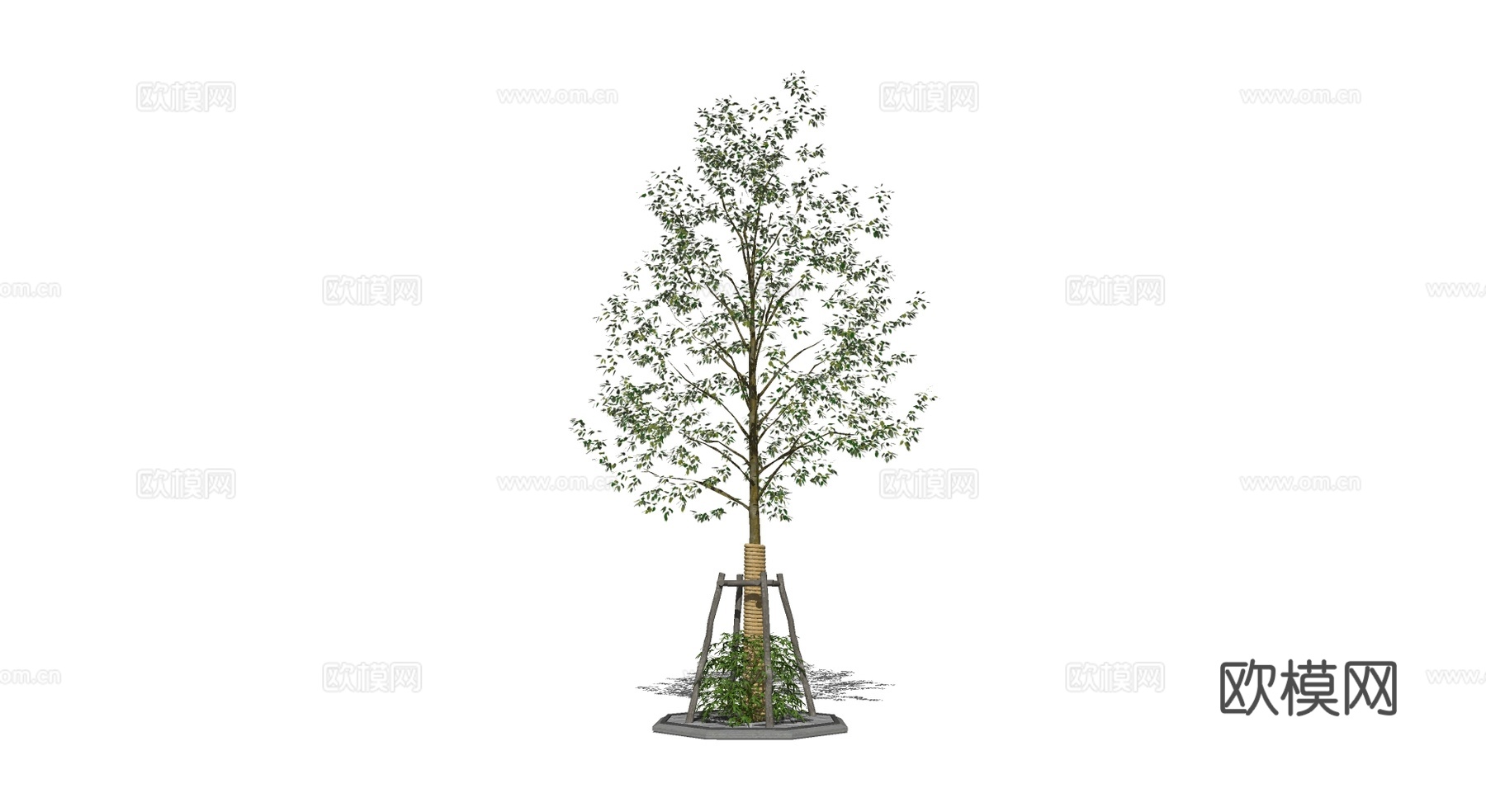 景观行道树 三维乔木