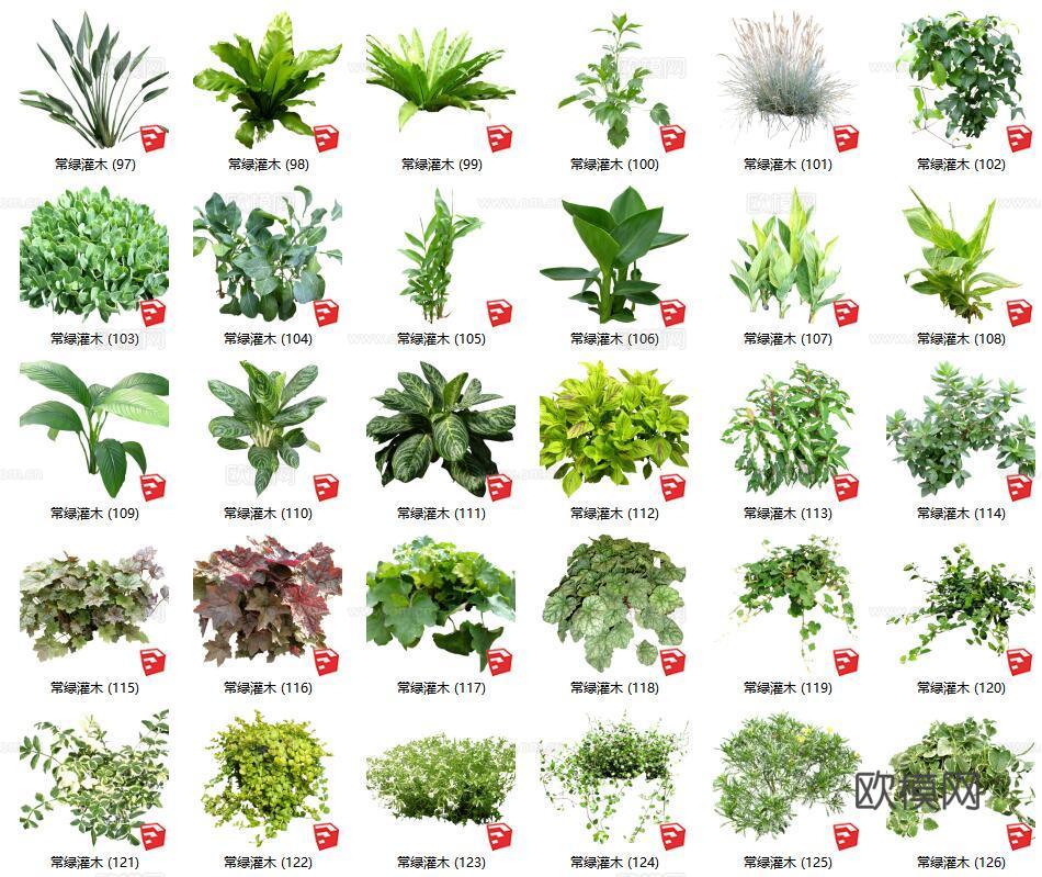 现代花草灌木su模型下载