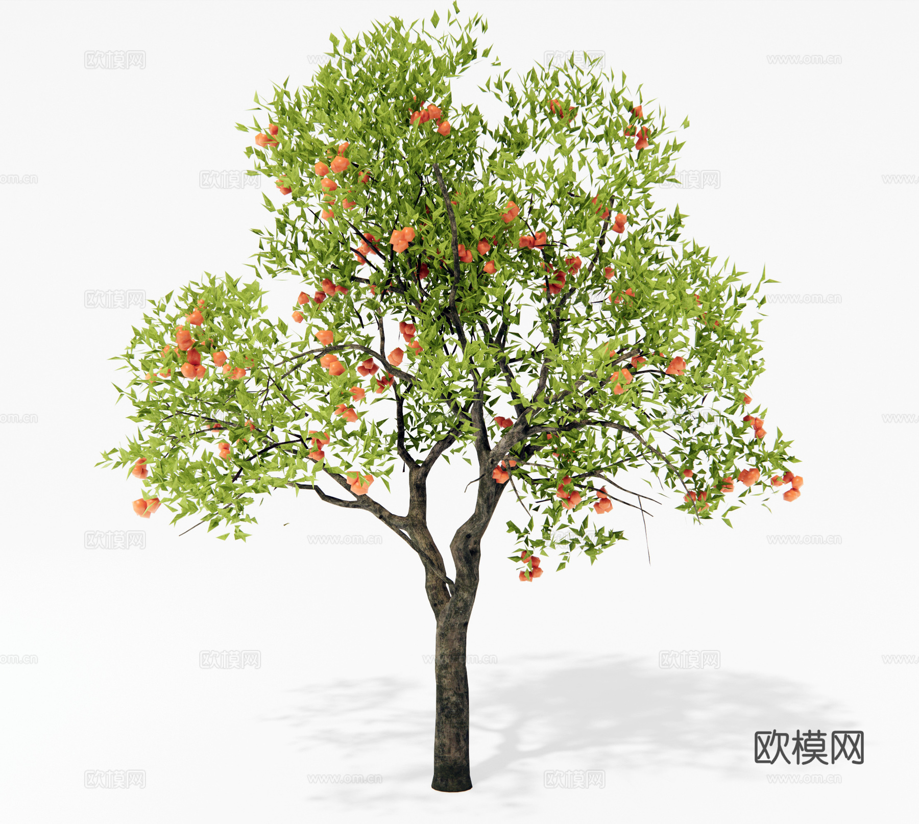 柿子树 橘子树 果树 景观树 乔木 植物景观su模型