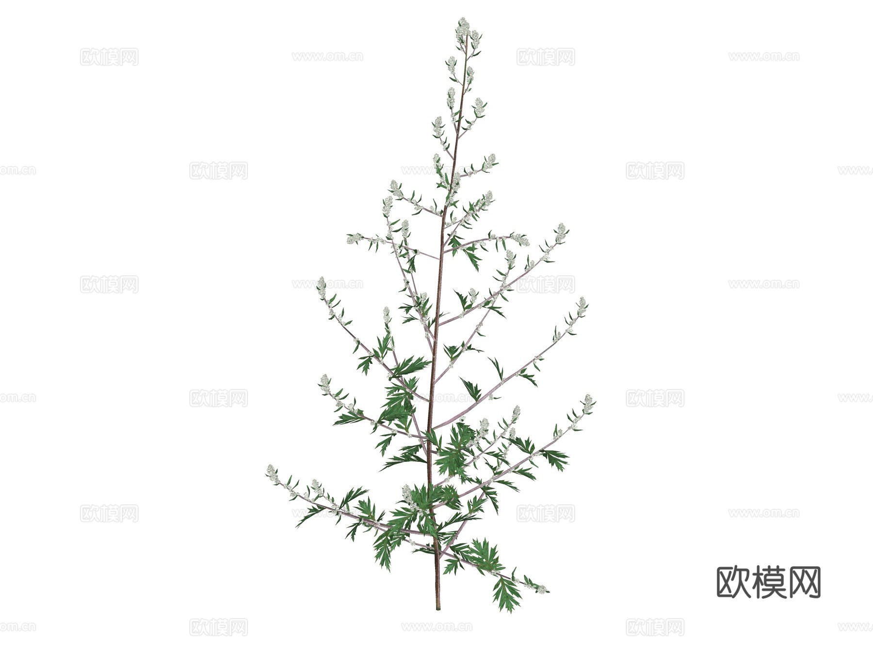 现代花草su模型下载