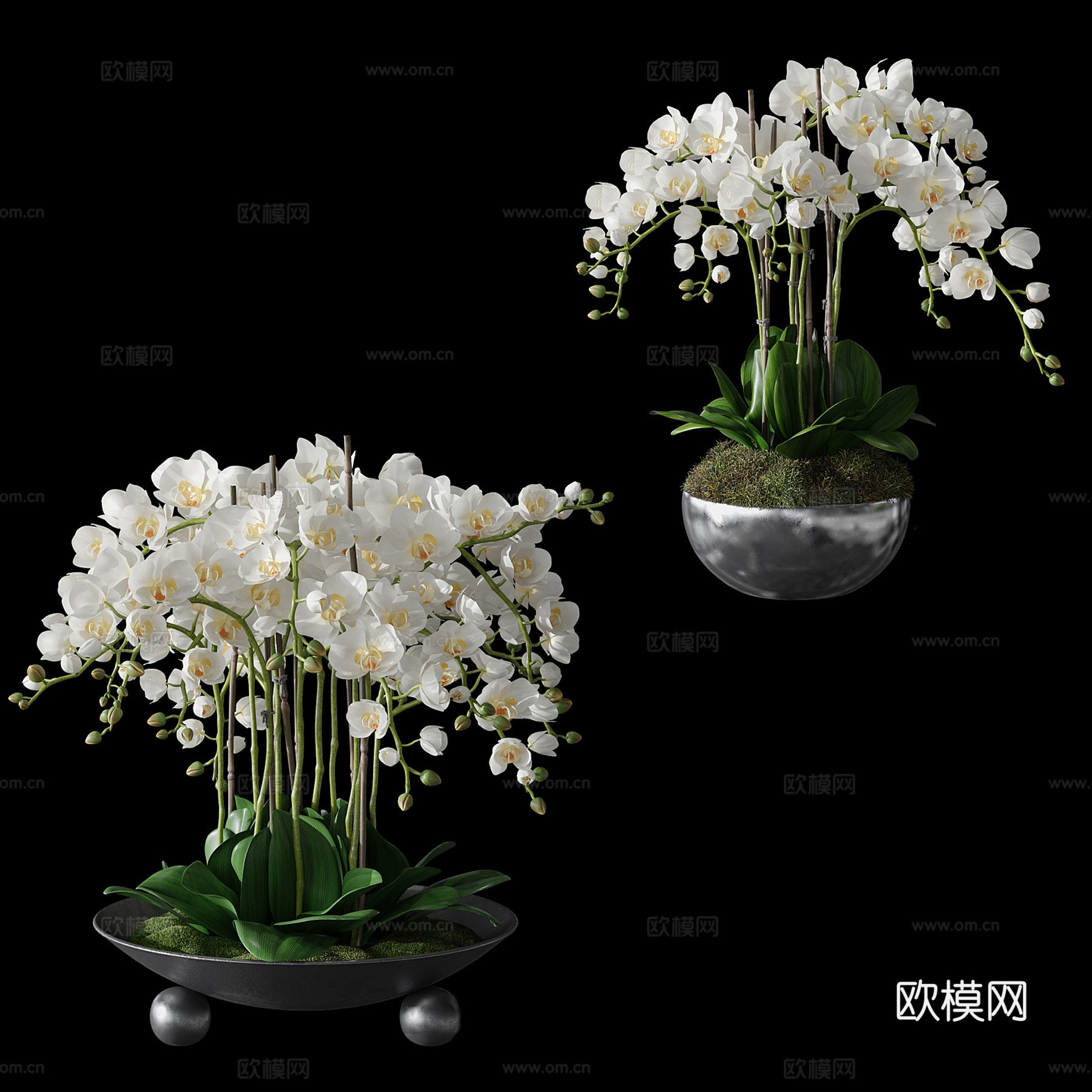 现代蝴蝶兰盆栽su模型下载