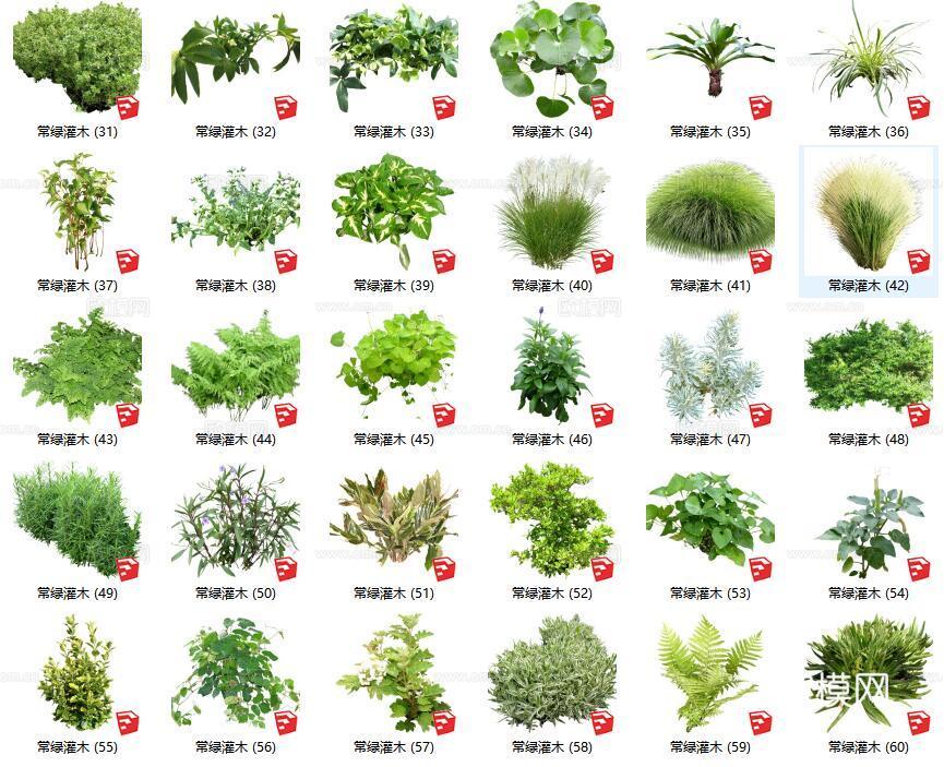 现代花草灌木su模型下载