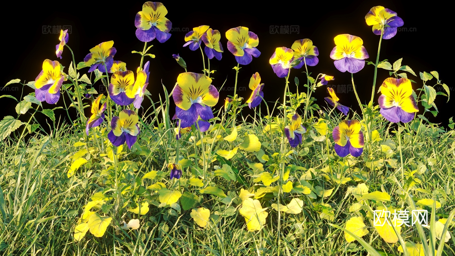 灌木 花 花草3d模型