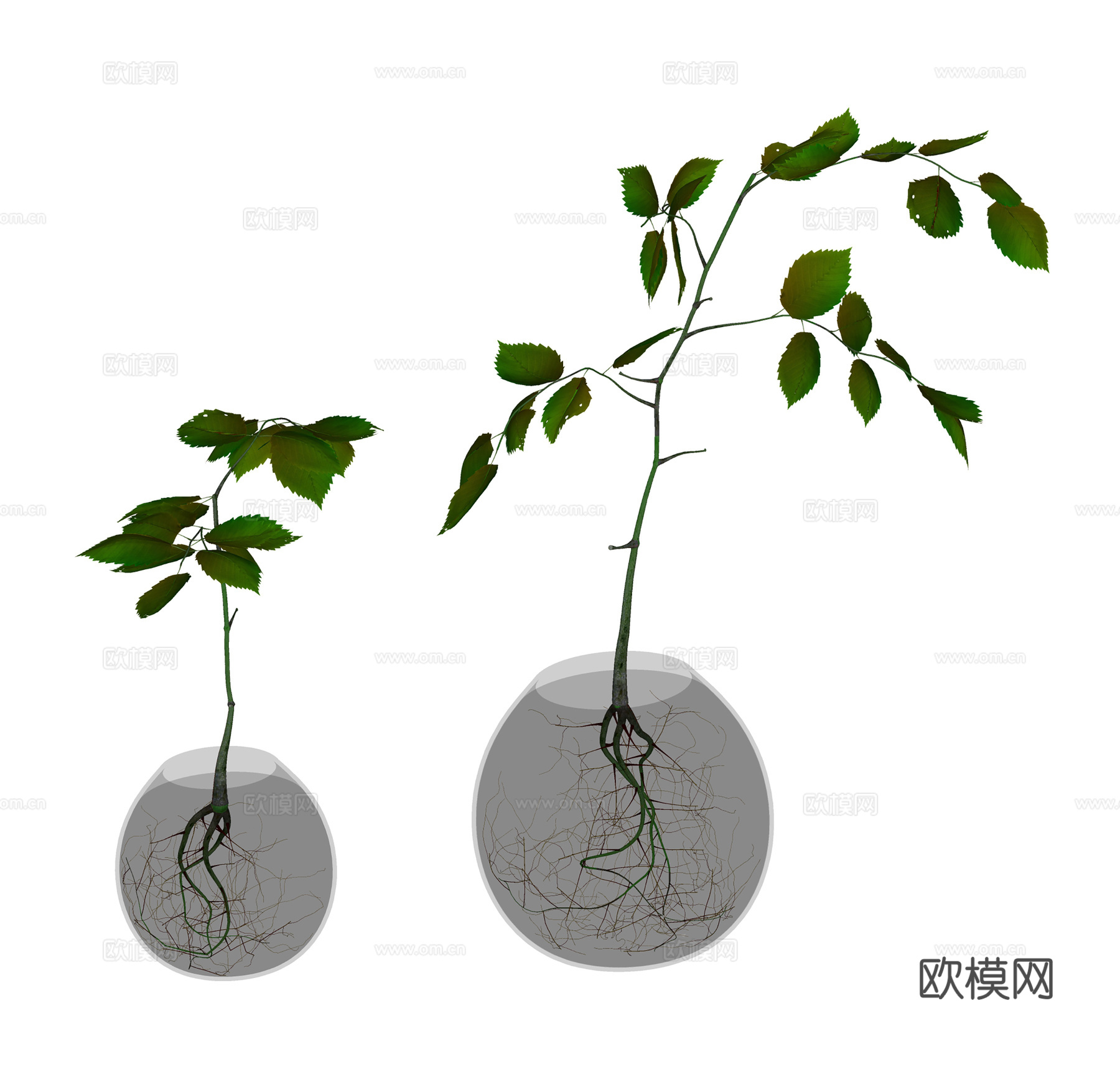 现代绿植 水生植物 玻璃绿植su模型