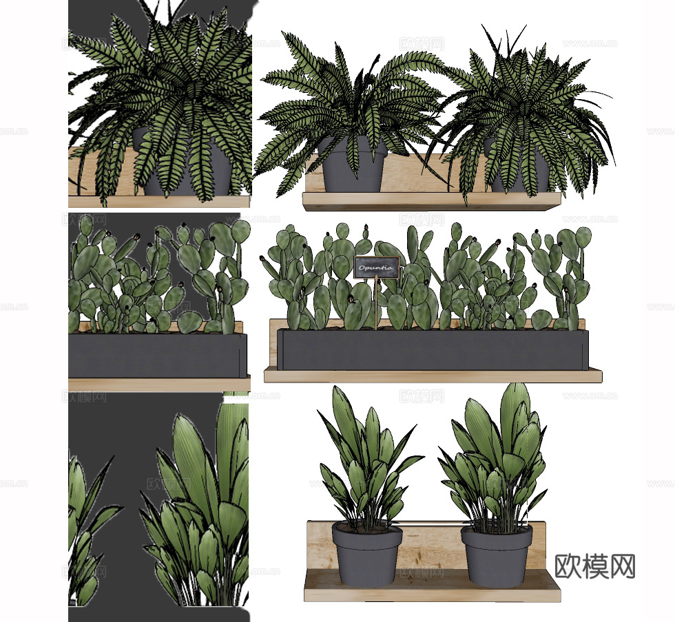 现代仙人掌绿植盆栽su模型下载