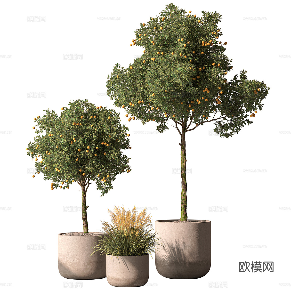 新中式绿植盆栽 果树3d模型