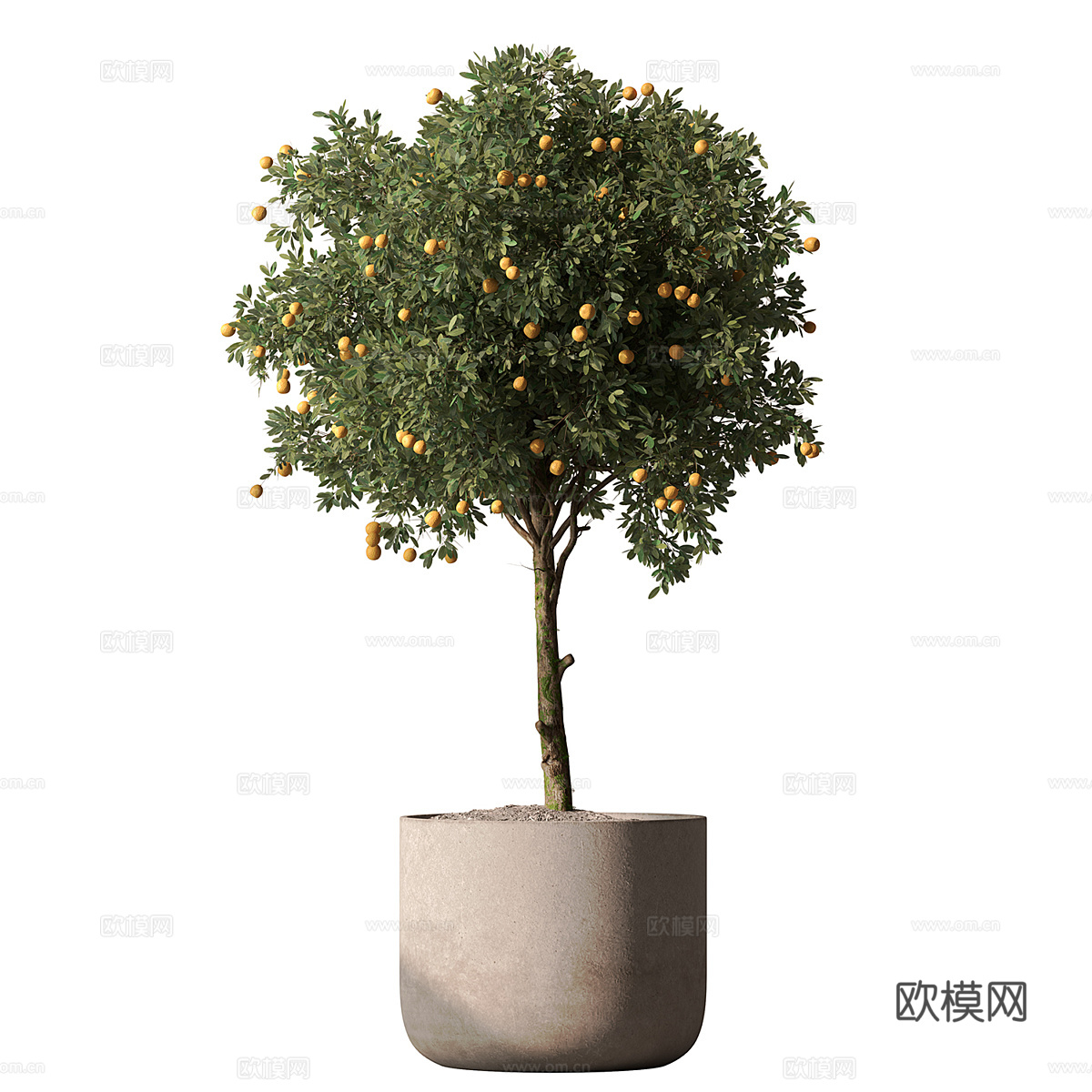 新中式绿植盆栽 果树3d模型