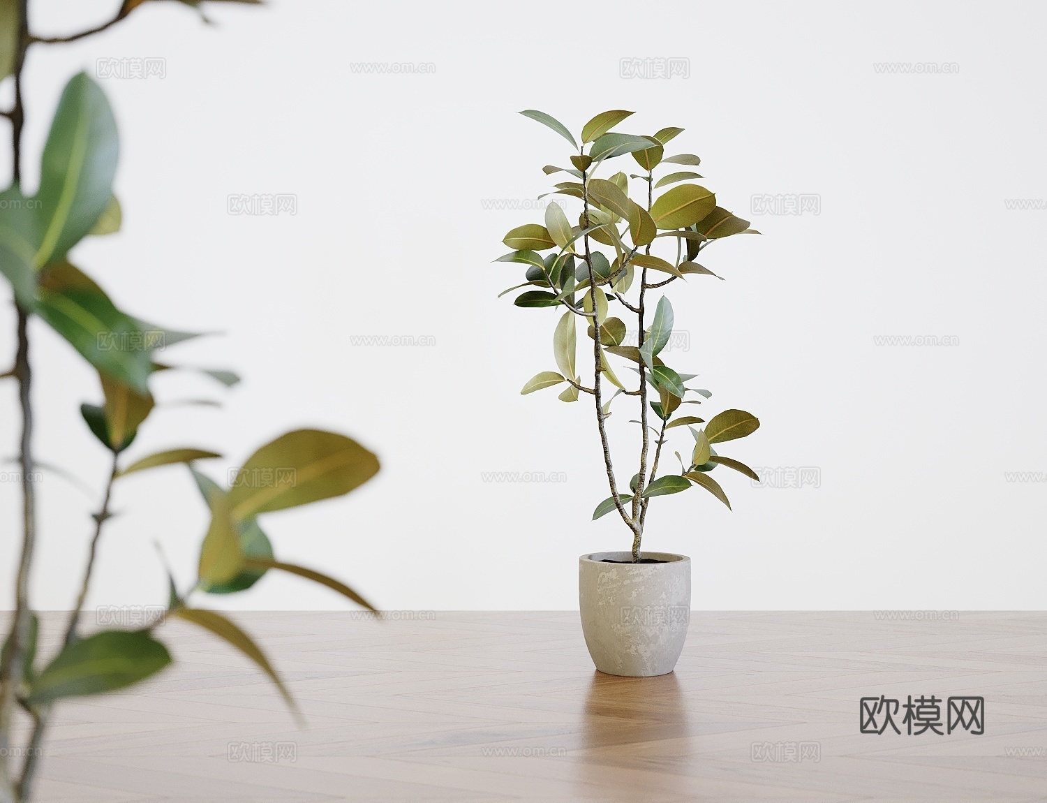 盆栽_植物组合_绿植3d模型