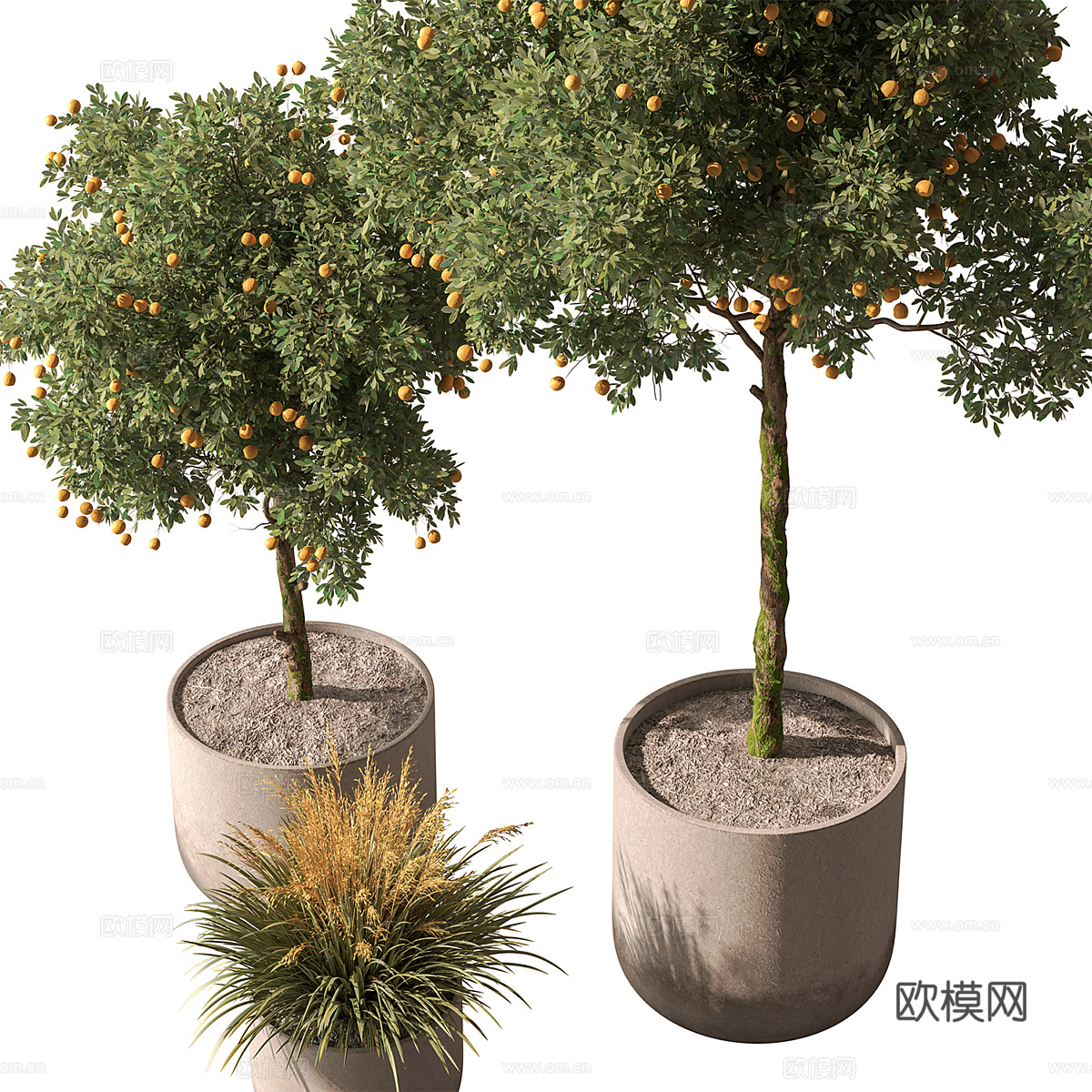 新中式绿植盆栽 果树3d模型