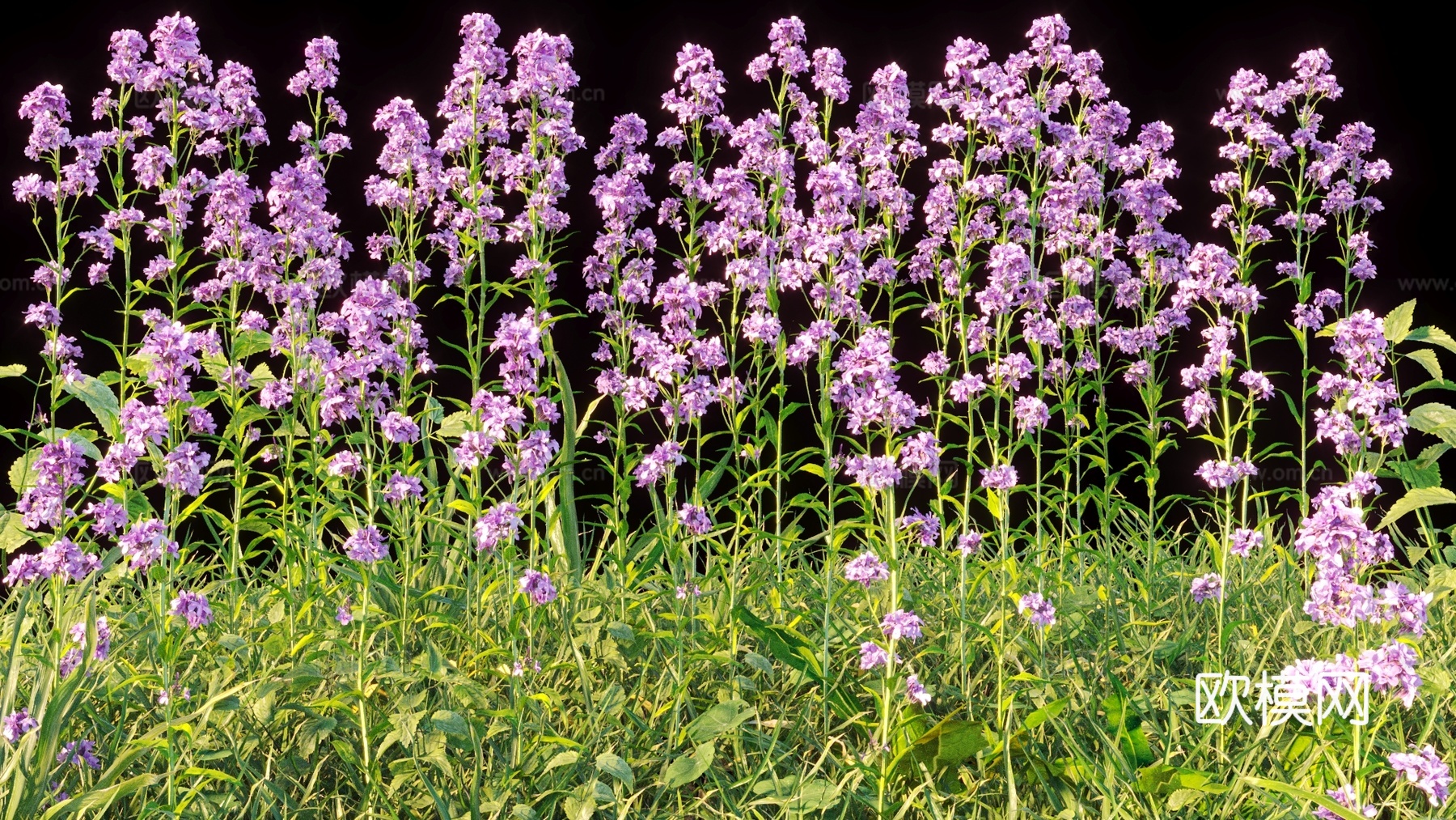 灌木 花 花草3d模型