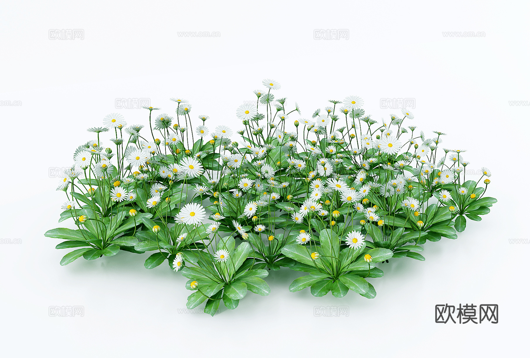 现代小雏菊花草su模型下载