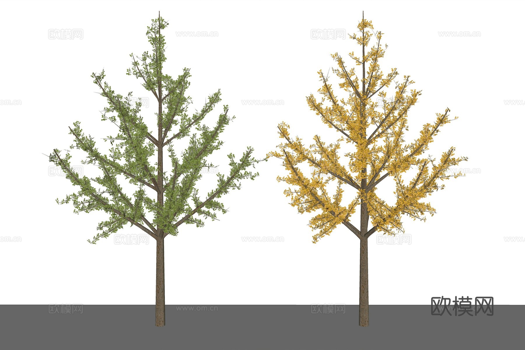 现代植物银杏树su模型下载