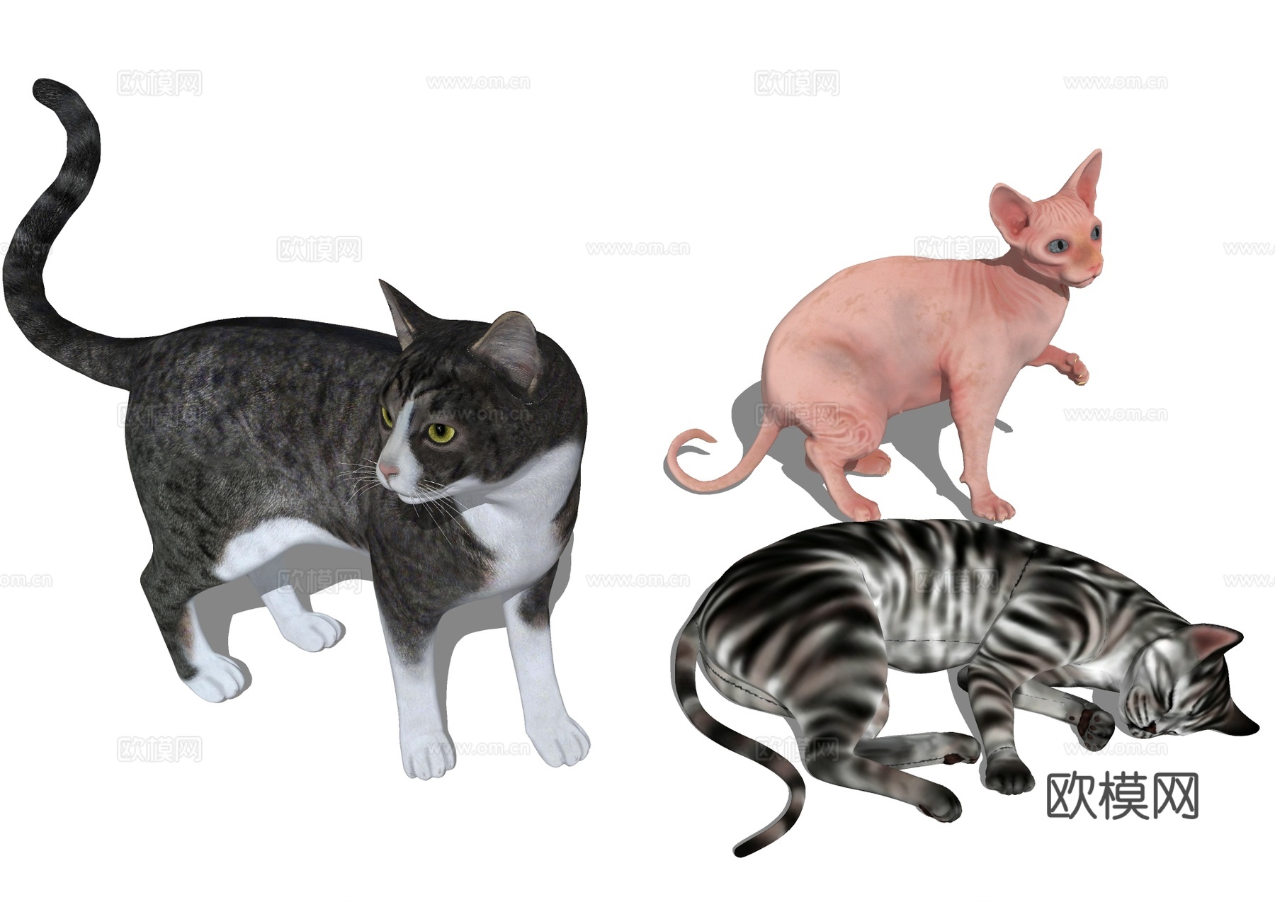 宠物猫 猫咪su模型下载