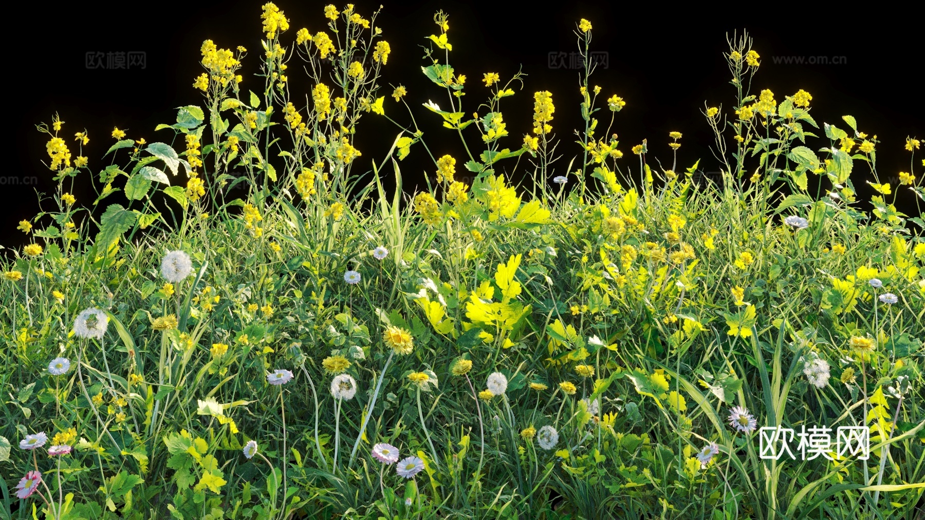 灌木 花 花草3d模型