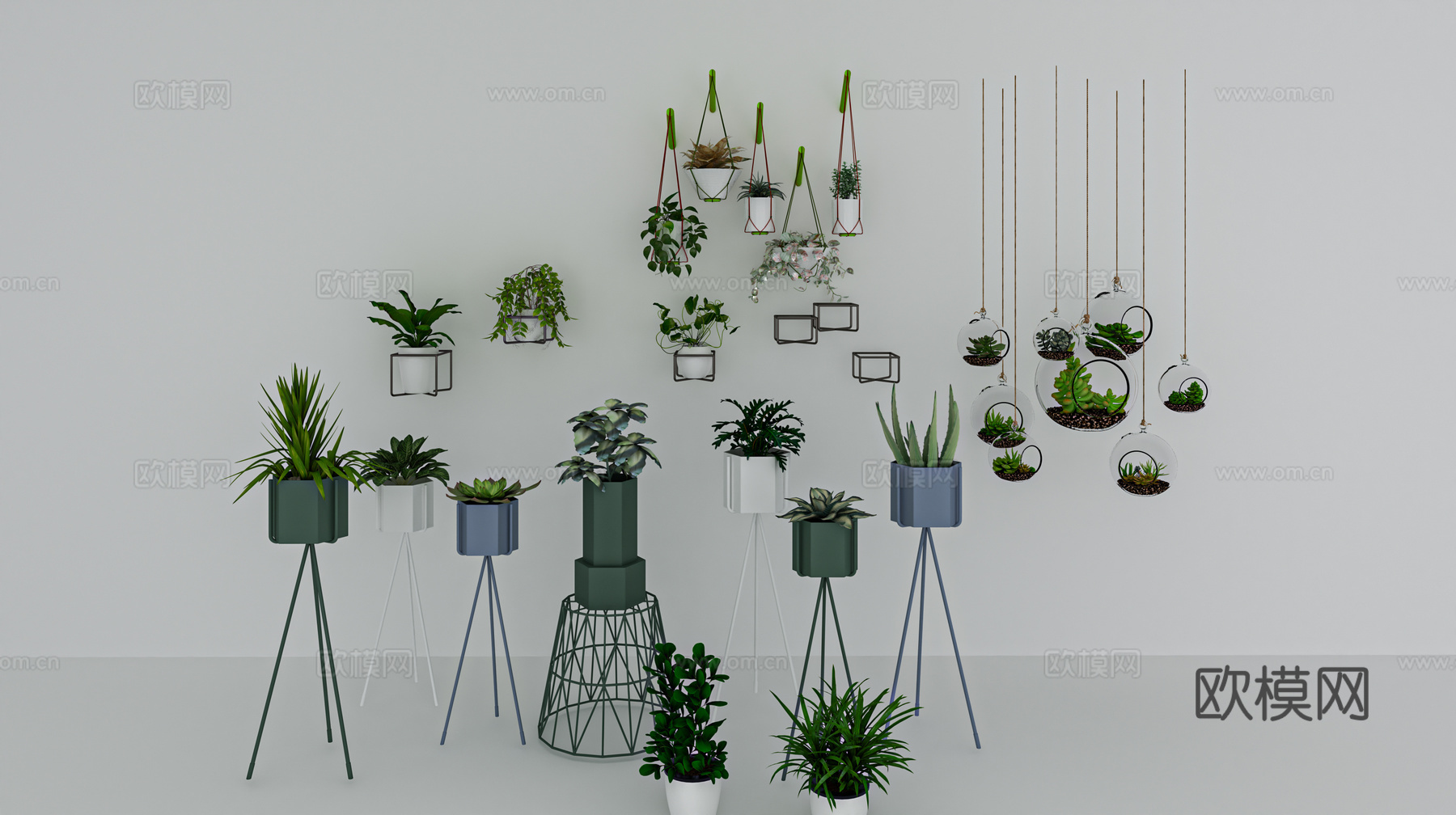 植物 吊蓝 盆栽3d模型