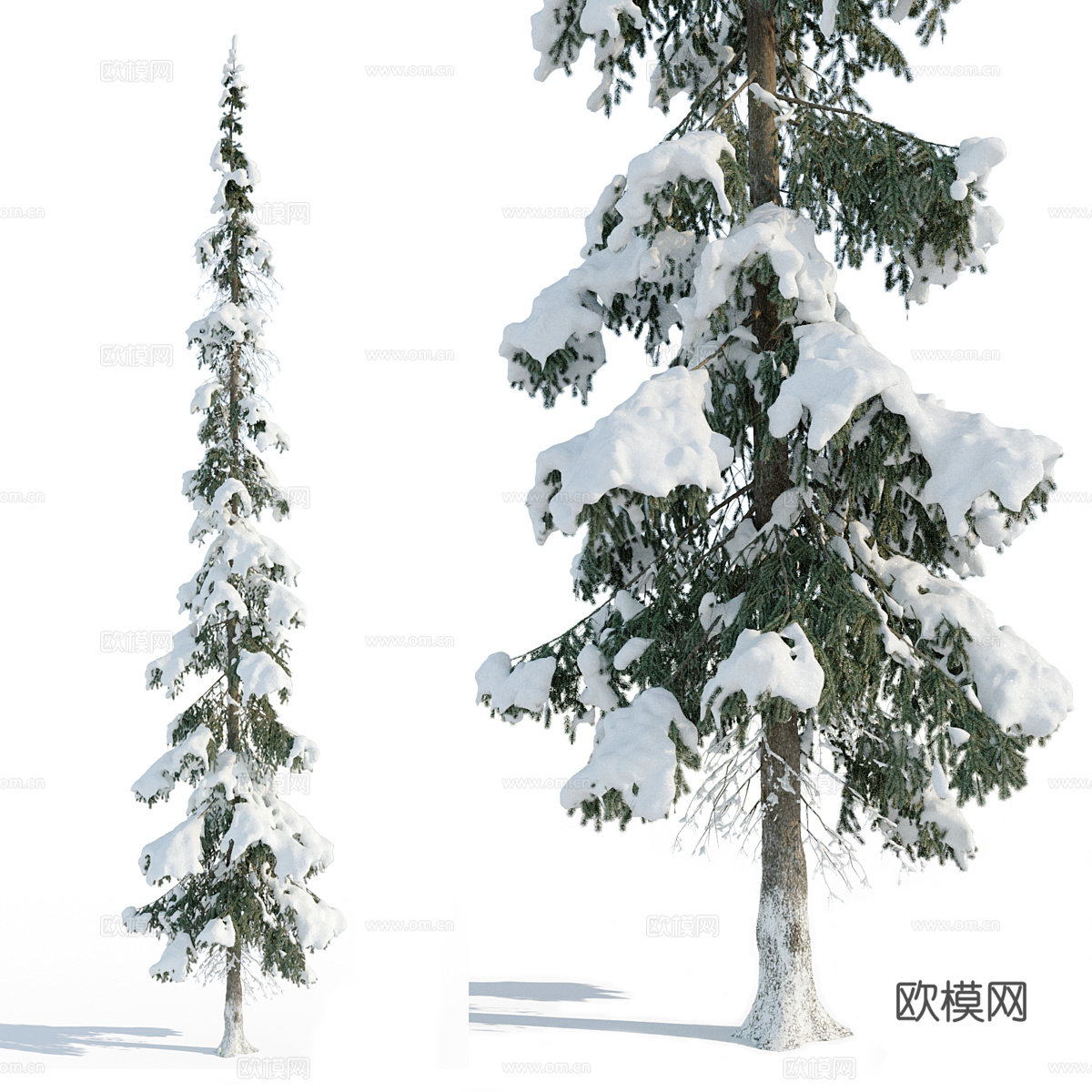 云杉树 树 大树 雪景松树3d模型