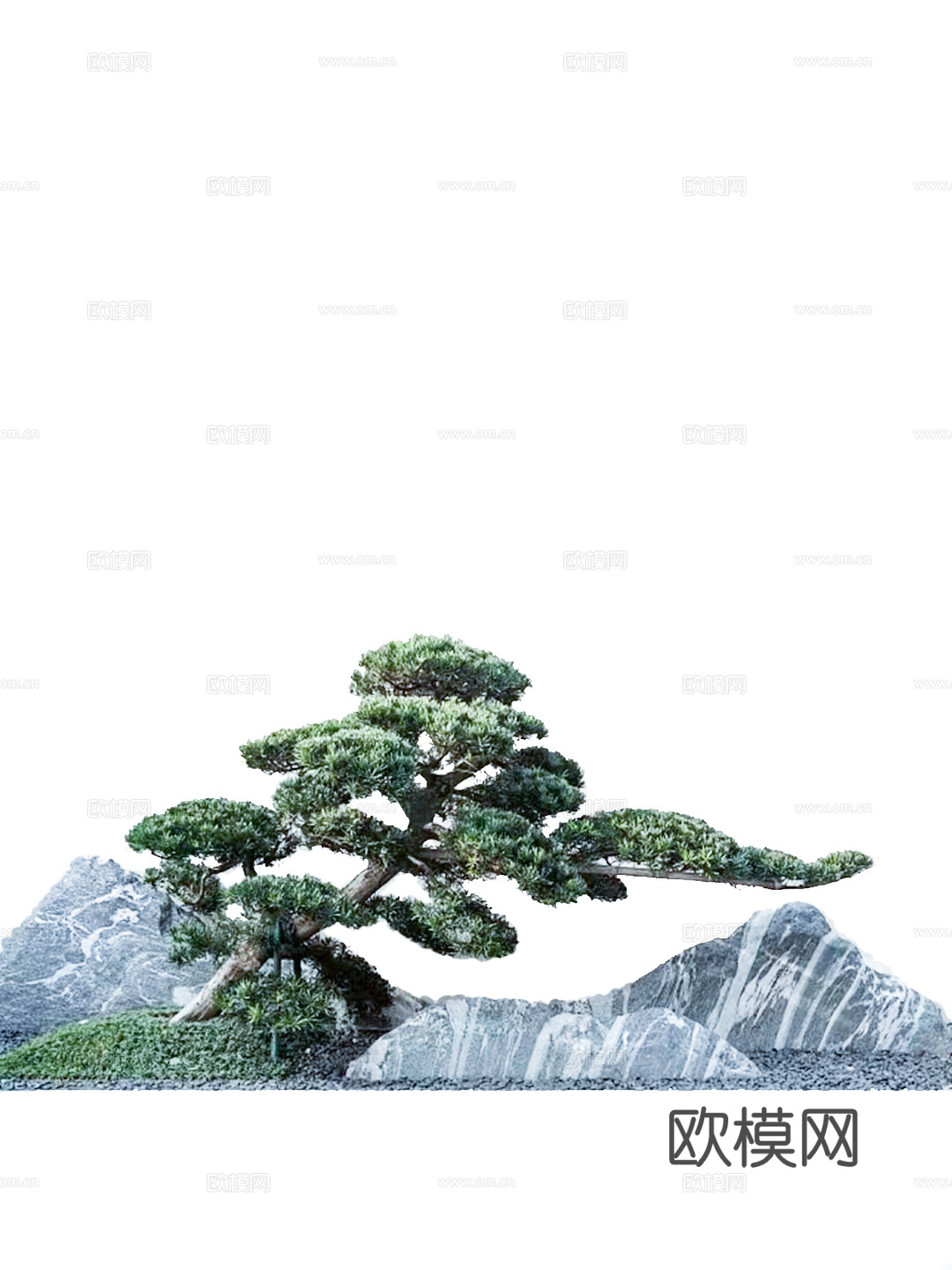 罗汉松景观