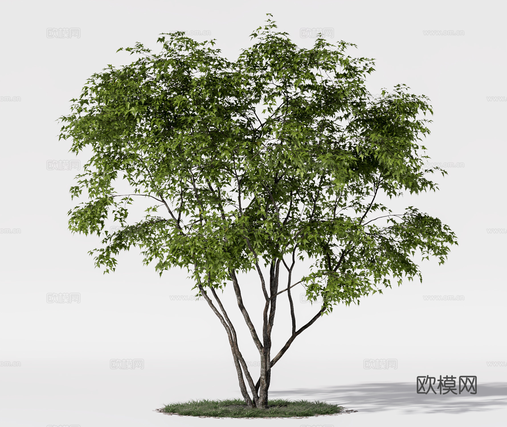 现代景观树 树池 大树 行道树su模型
