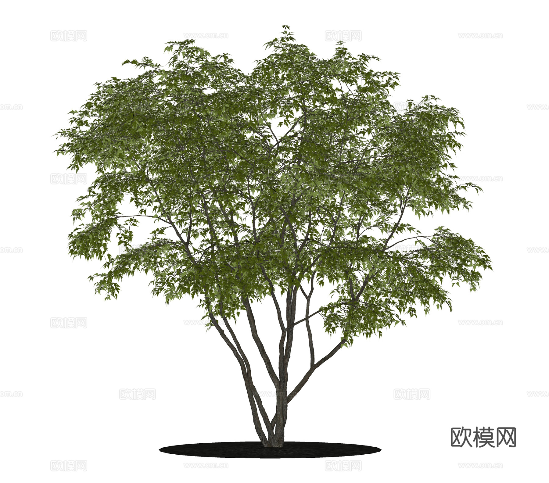 现代景观树 树池 大树 行道树su模型