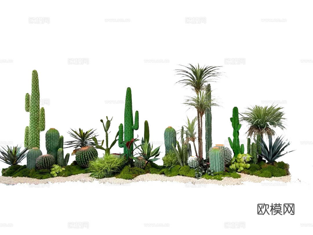 沙漠植物景观