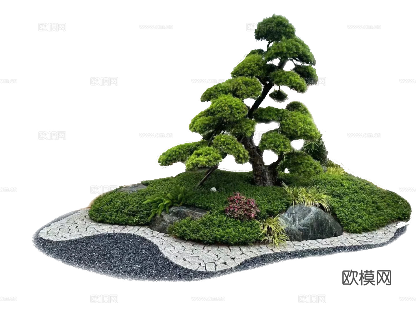 罗汉松景观