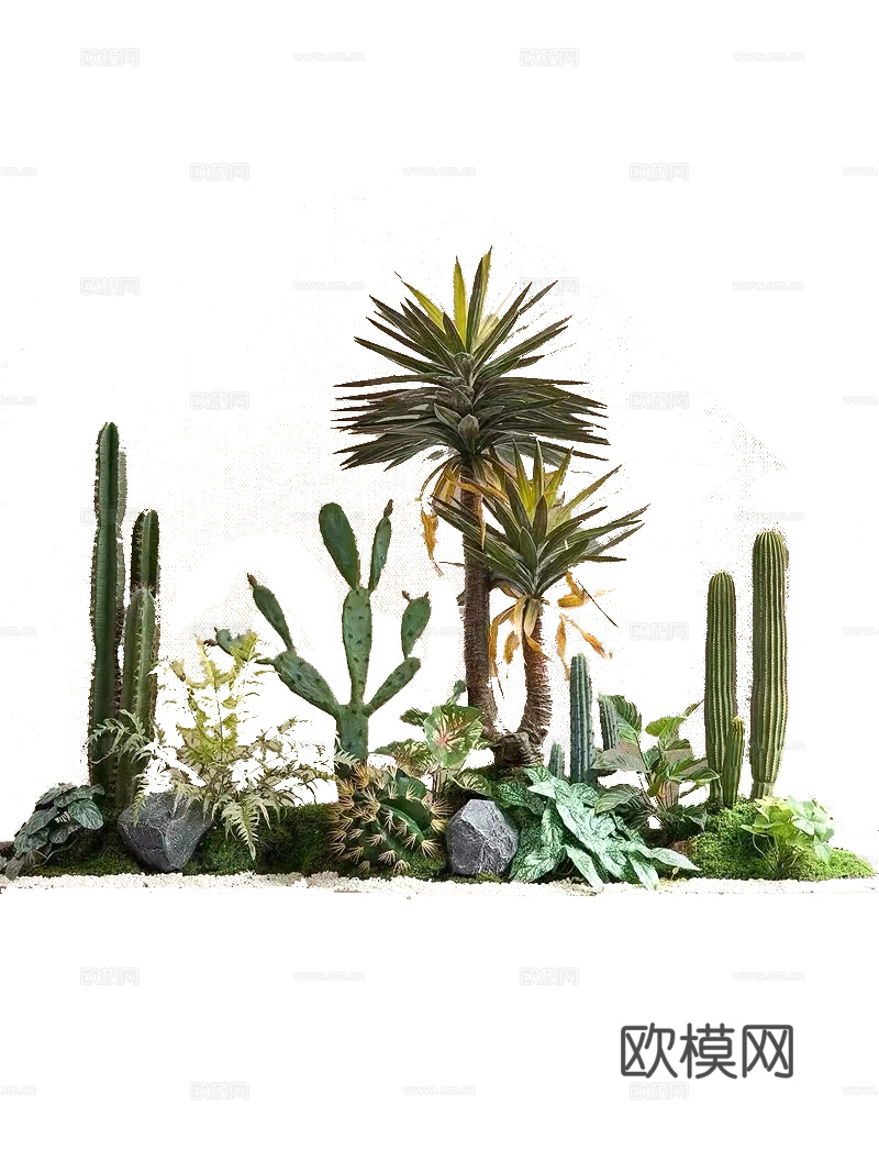 沙漠植物景观