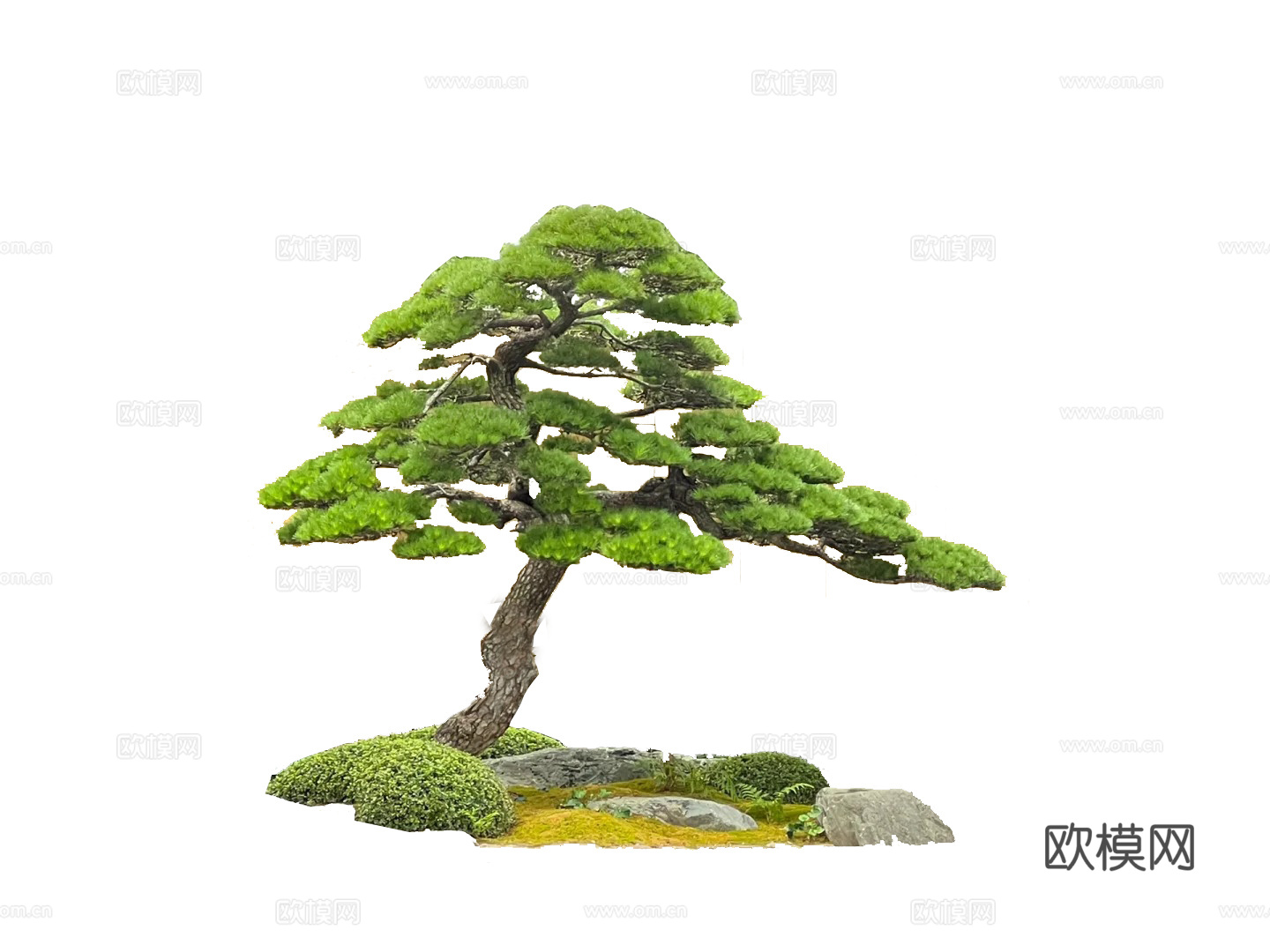 黑松造景
