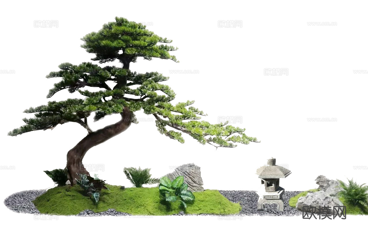 罗汉松景观
