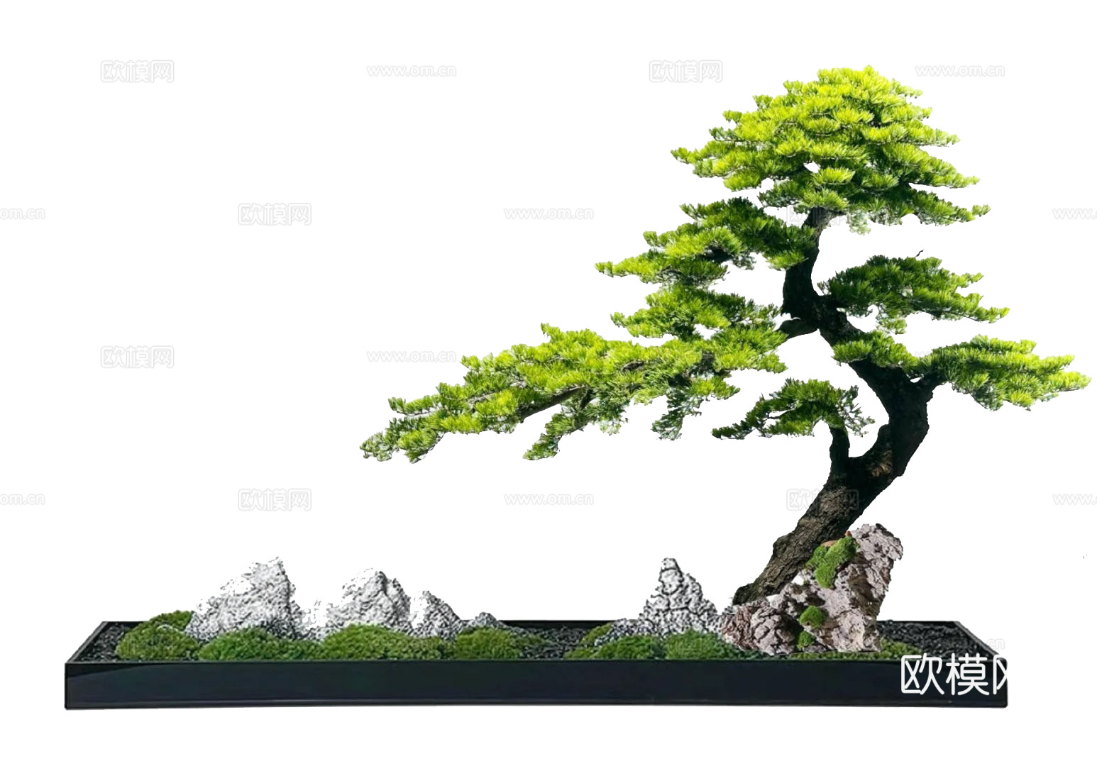 罗汉松景观