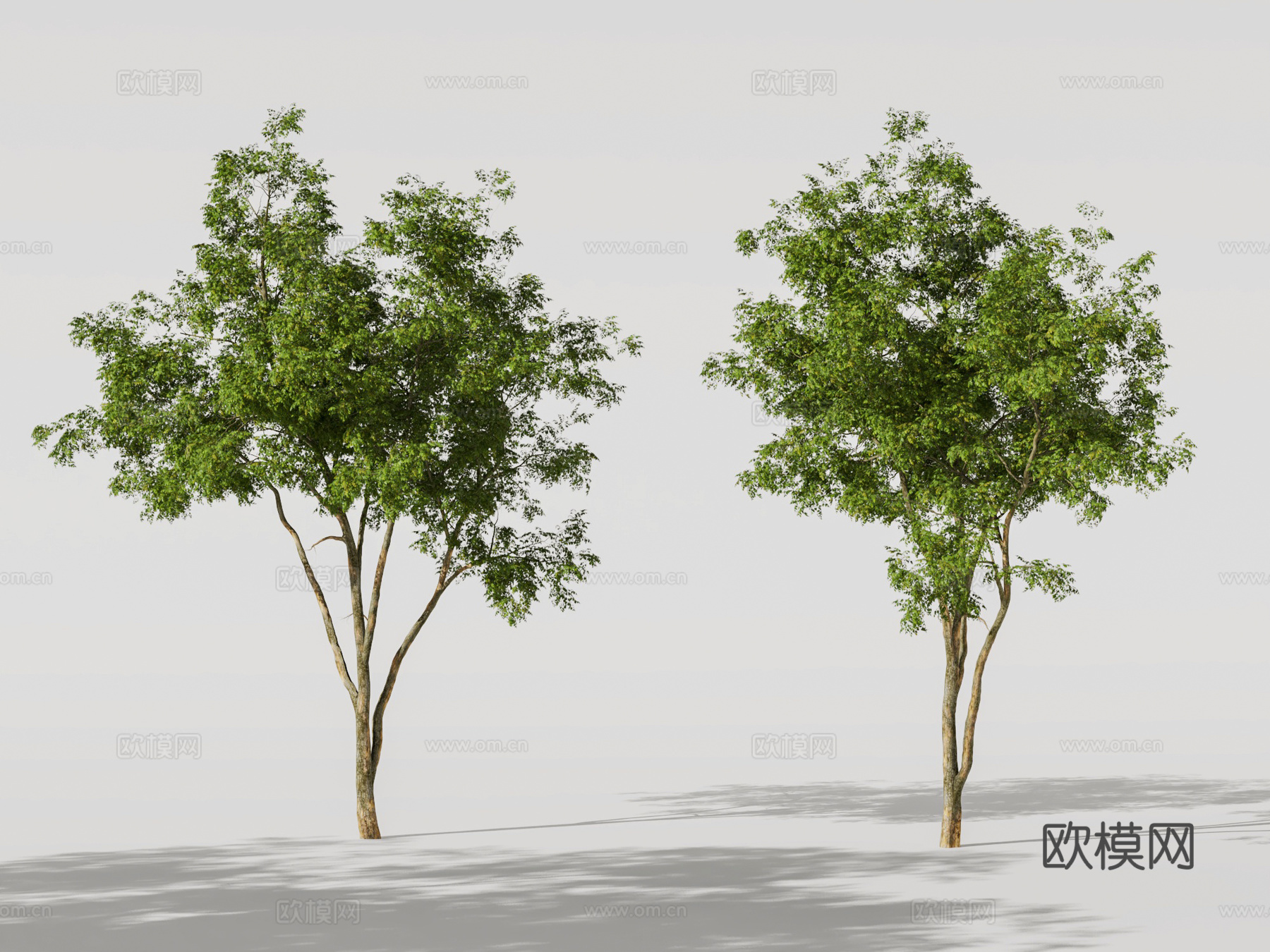 现代景观树 大树 行道树3d模型