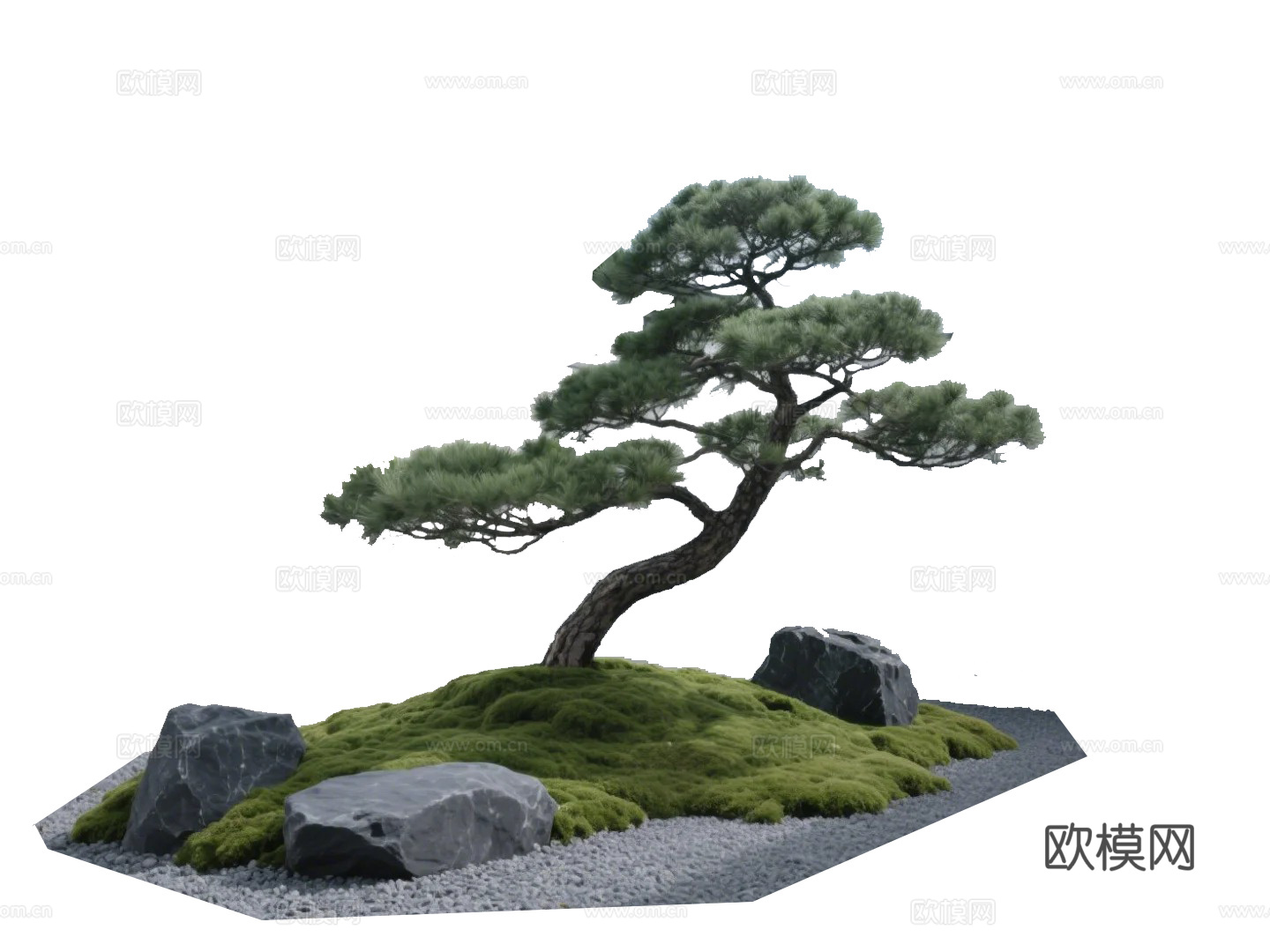 黑松景观