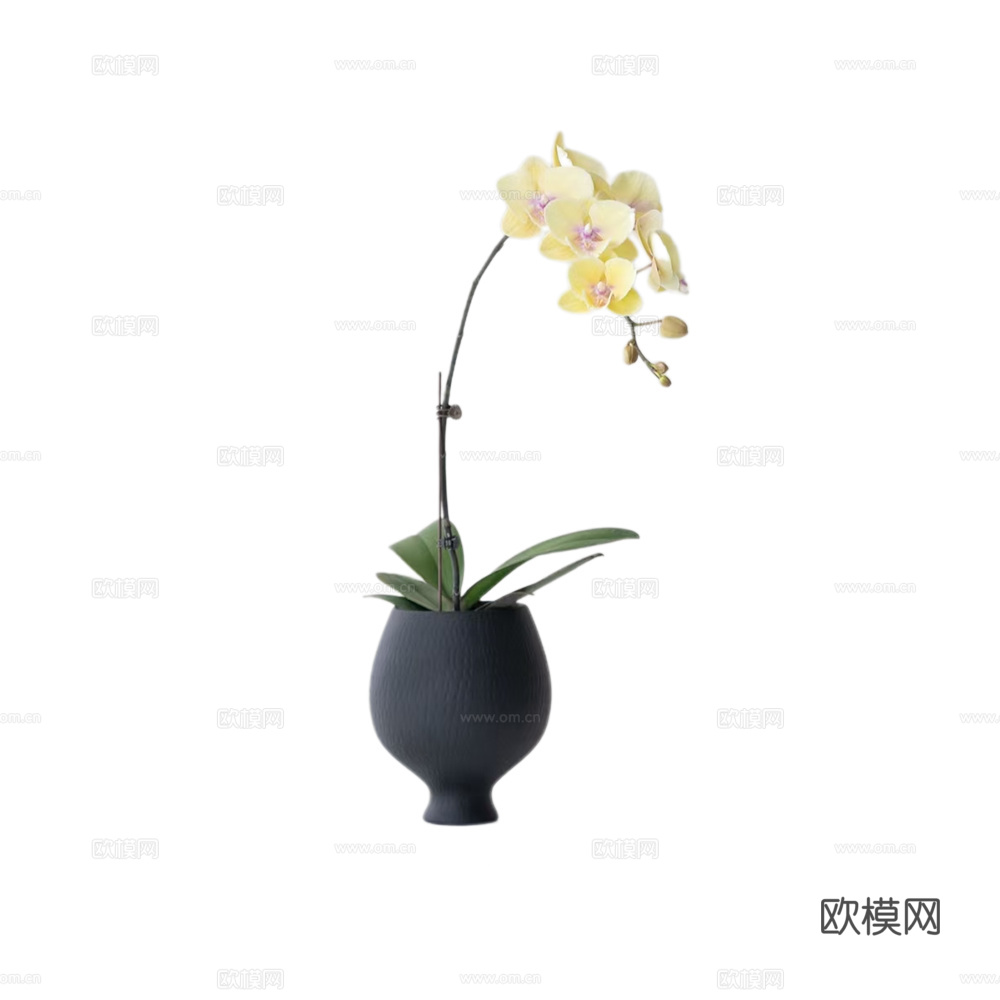 绿植 盆栽 蝴蝶兰