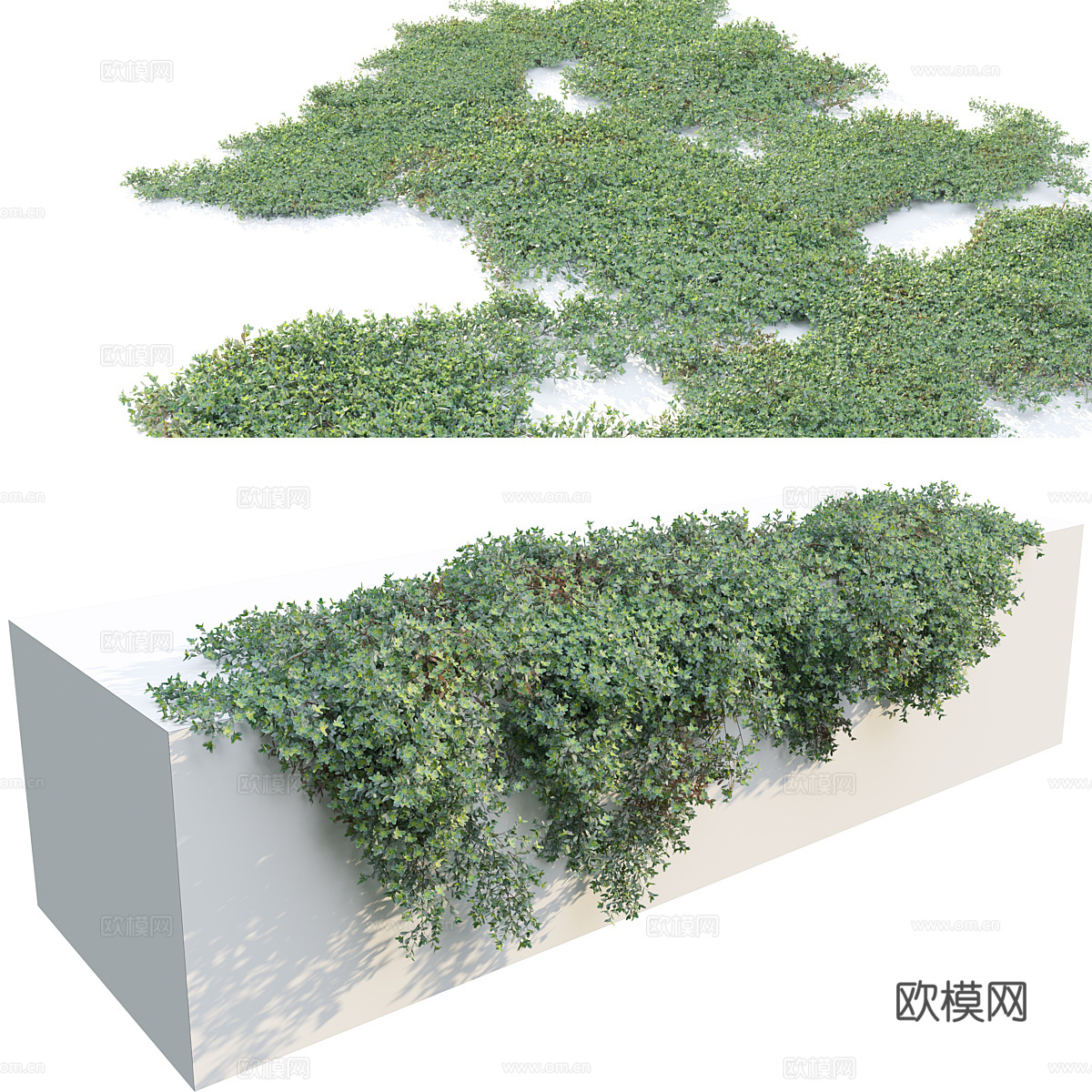 羊毛百里香爬行者3d模型